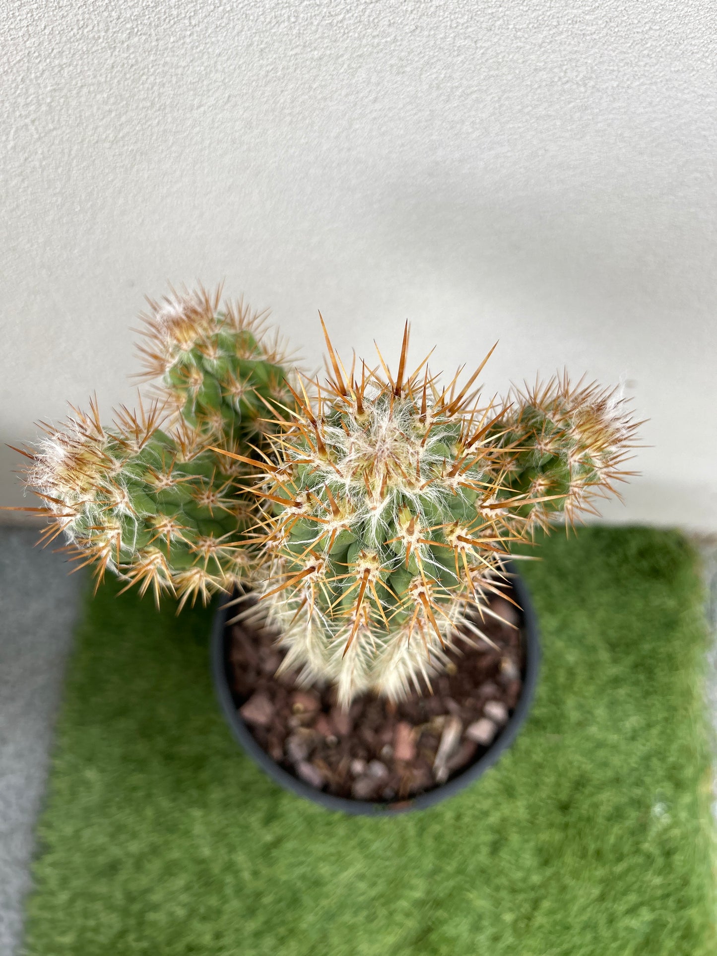 Pilocereus gounellei Cactus with 3 arms