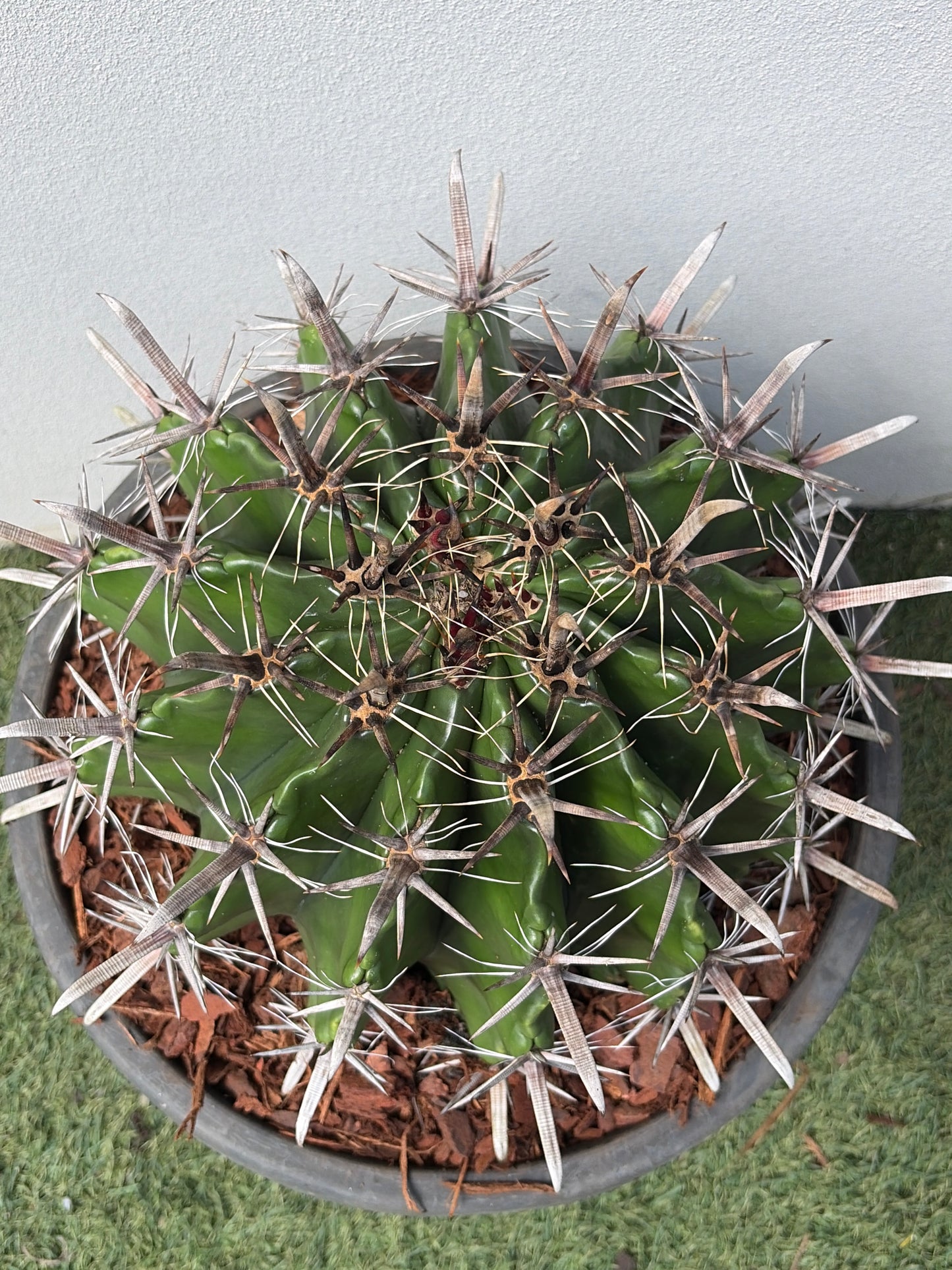 Ferocactus wislizeni – Fishhook Barrel Cactus - Large