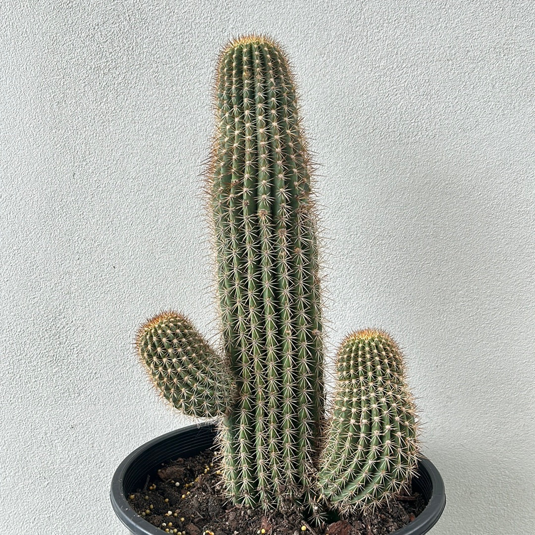 Echinopsis schickendantzii 2 arms