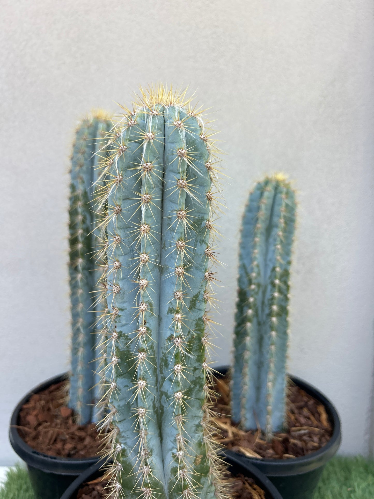 Blue Torch Cactus