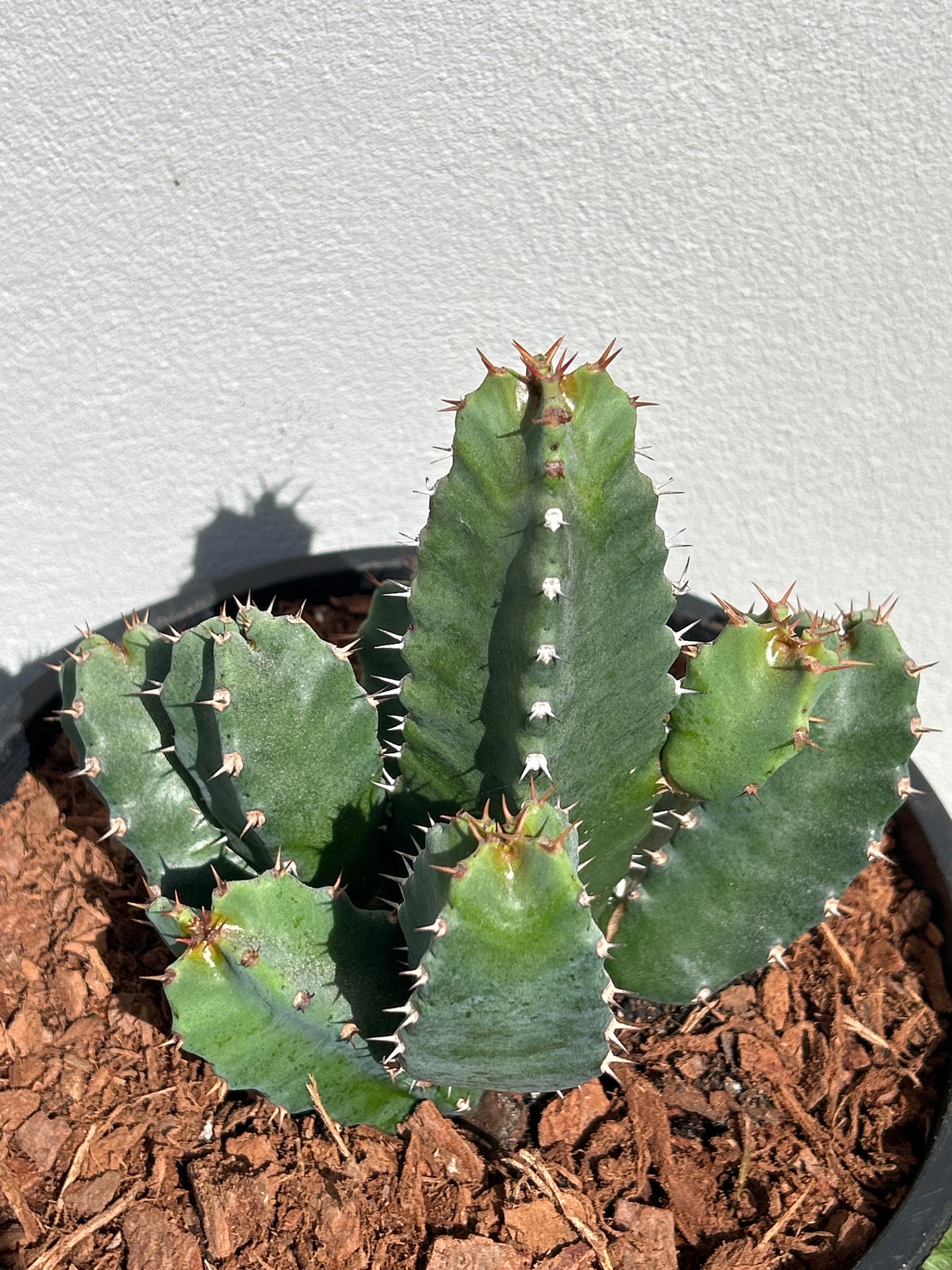 Euphorbia resinifera - Moroccan Mound