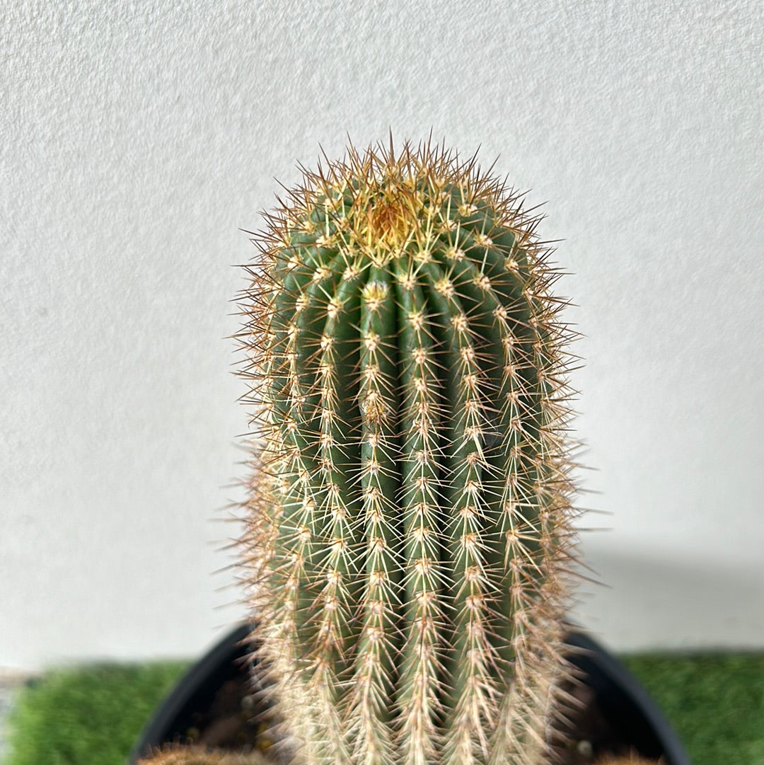 Echinopsis schickendantzii 2 arms