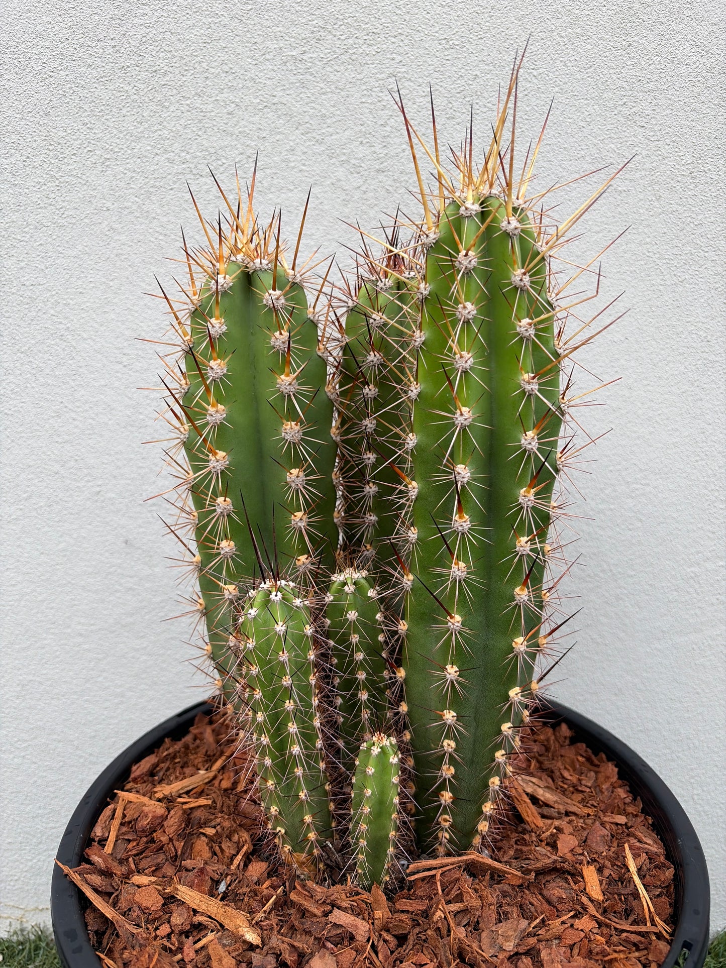 Baseball Bat Cactus