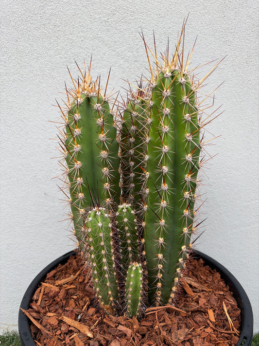 Baseball Bat Cactus