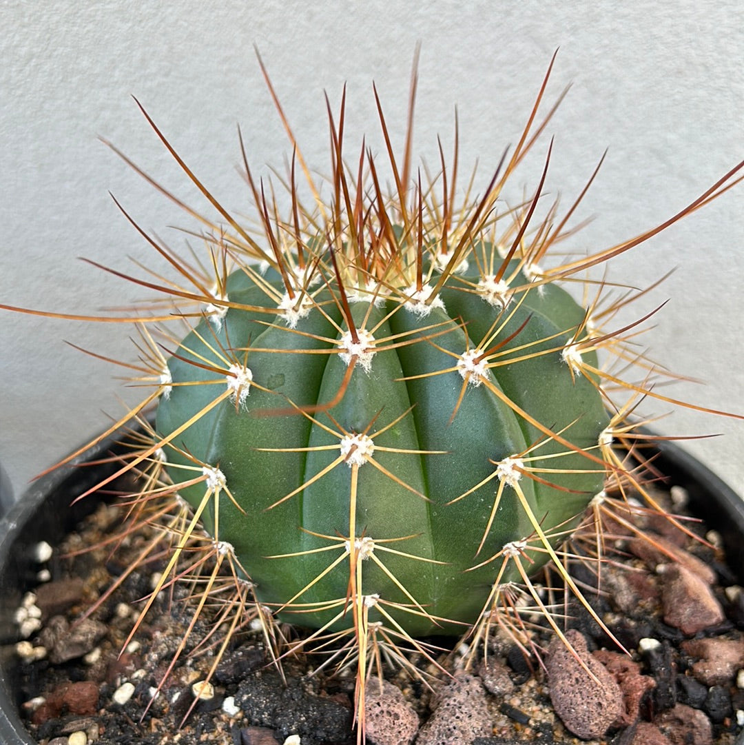 Melocactus Oreas
Longispinus