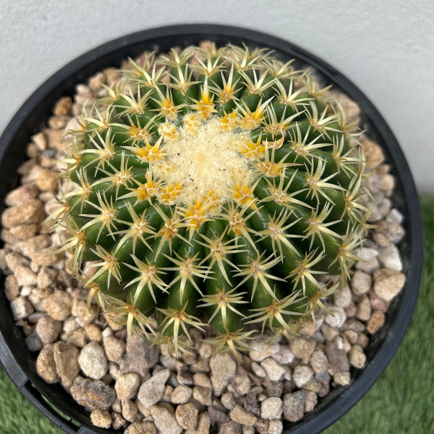 Cactus plant in a pot with pebbles on a neutral background