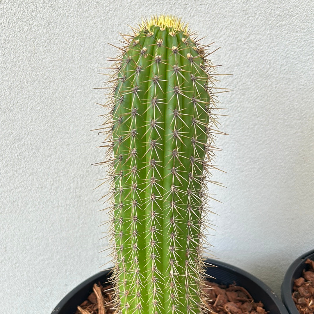 Golden Torch Cactus