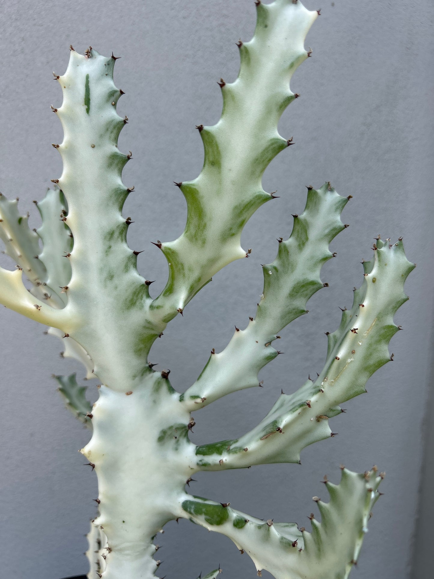Ghost Cactus (Euphorbia lactea) Multiple arms