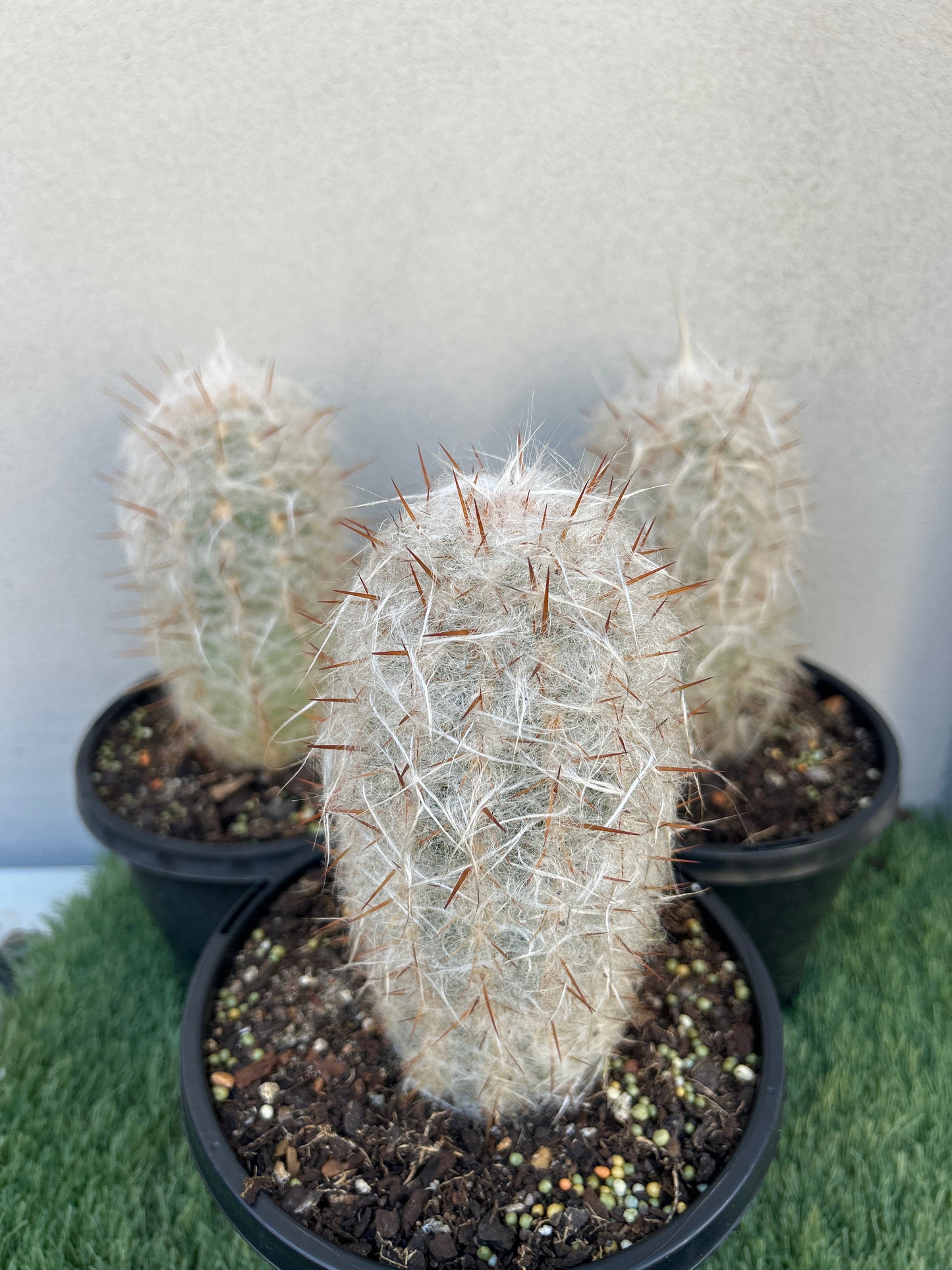 Old man cactus