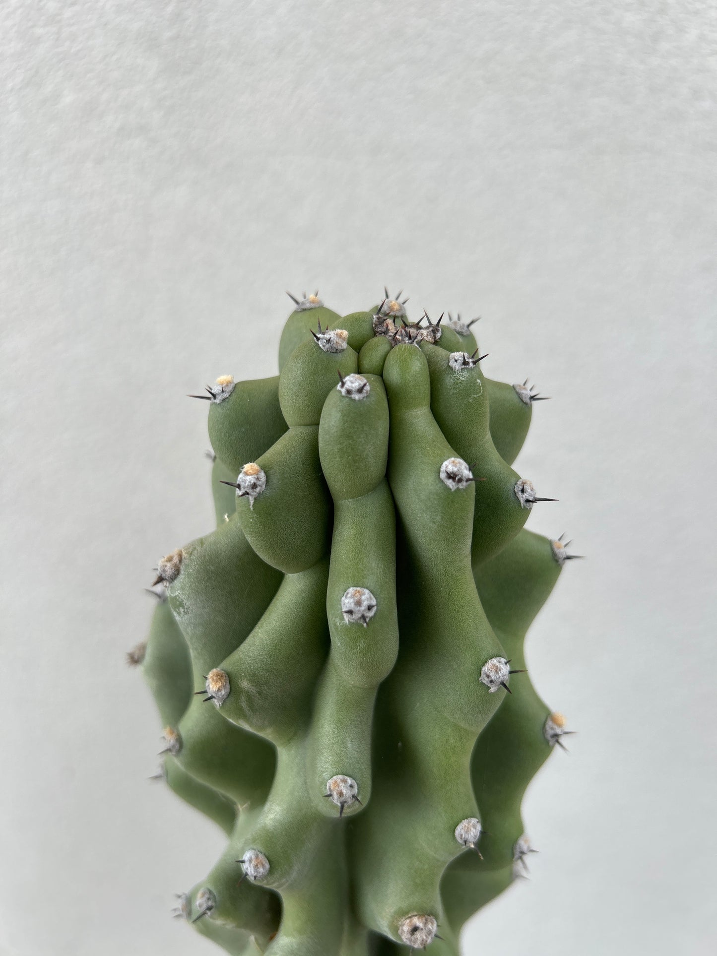 Monstrose Cactus