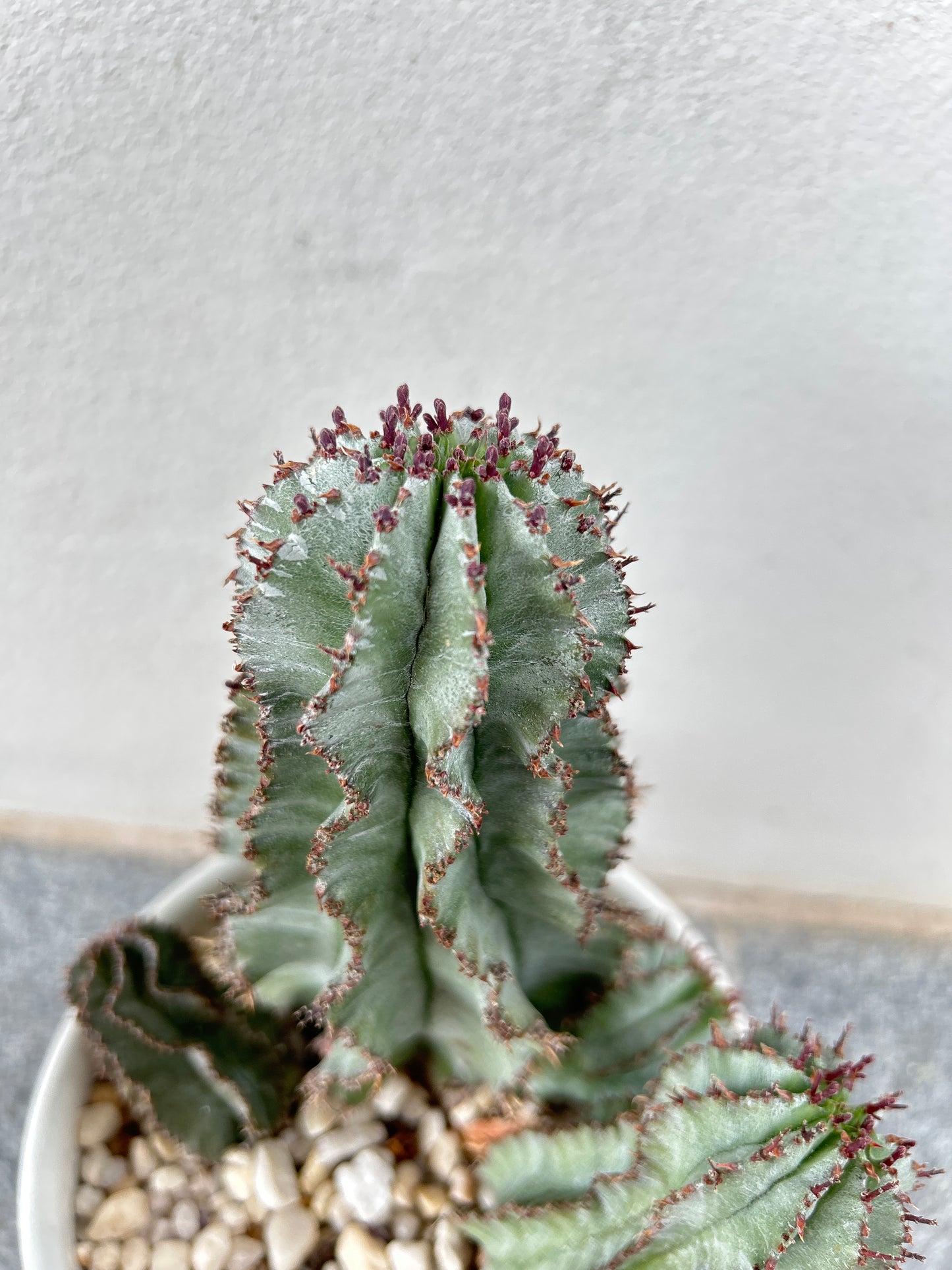 EUPHORBIA HORRIDA ‘MAJOR NOVA’ 3 arms.