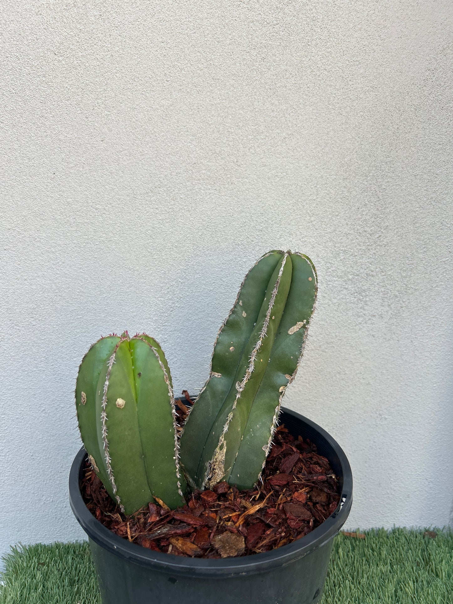 Mexican Fence Post - Double