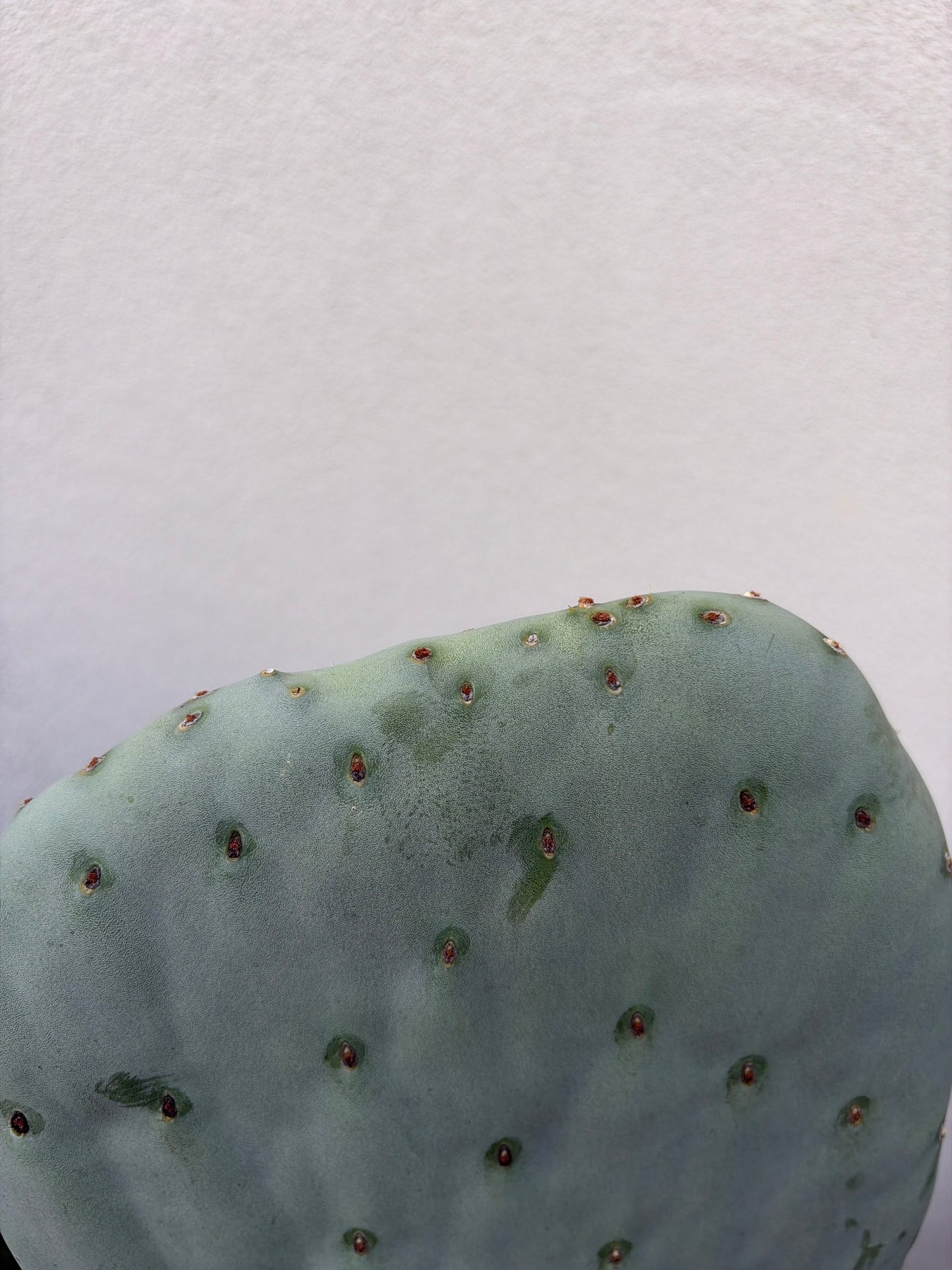 Burbank Spineless Cactus