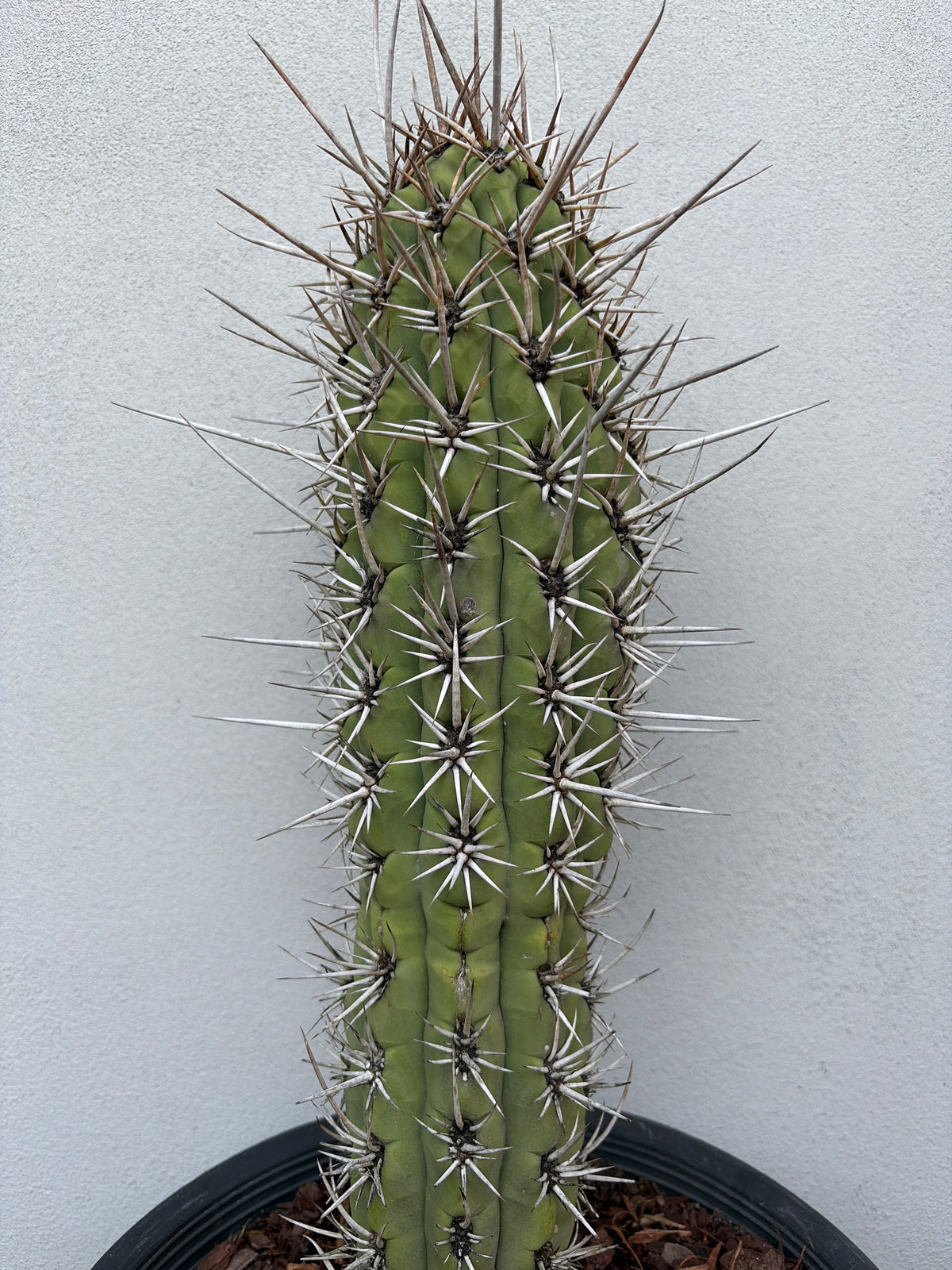 Trichocereus
