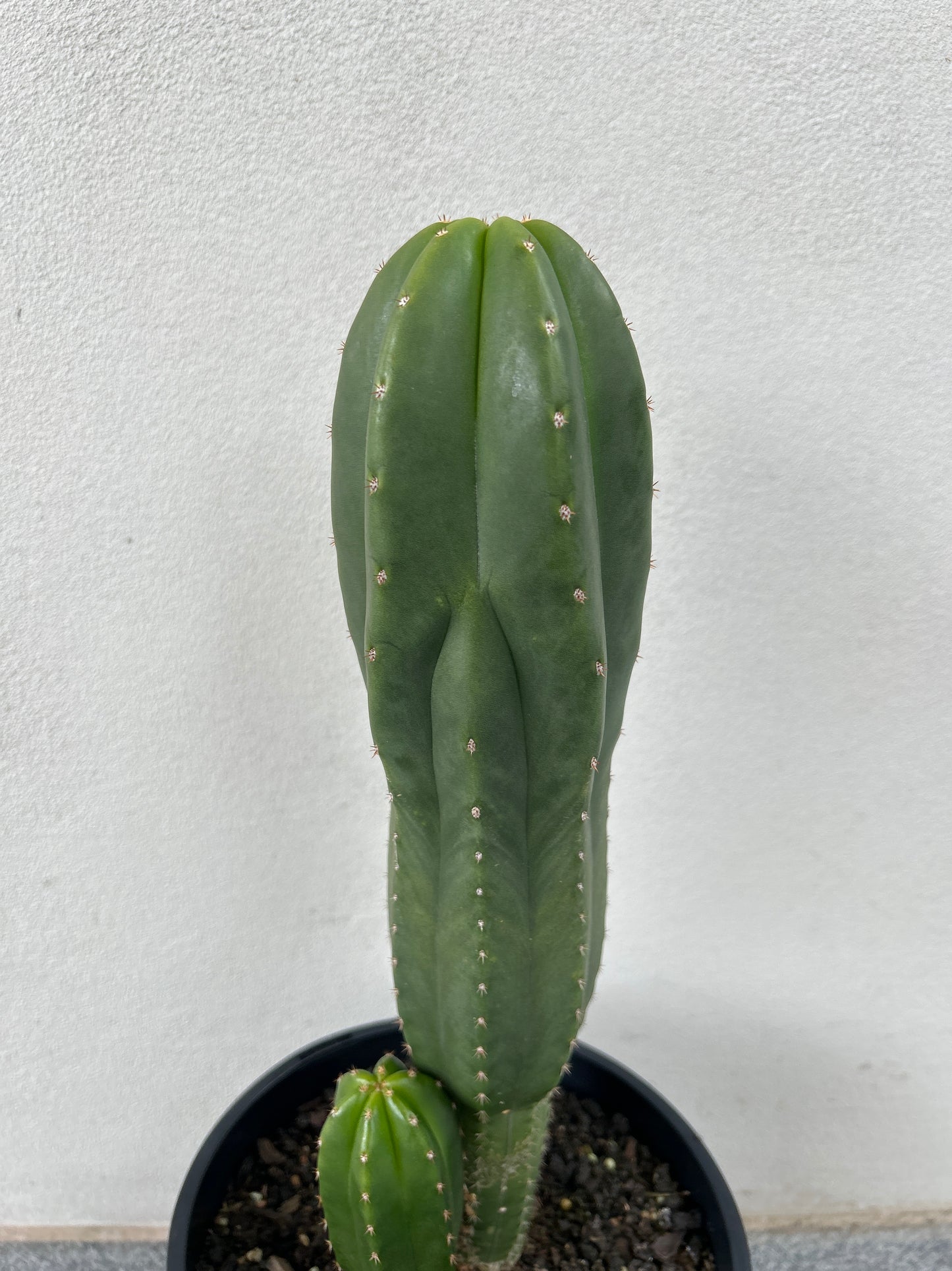 Echinopsis Scopulicola (Scop) Cactus Triple