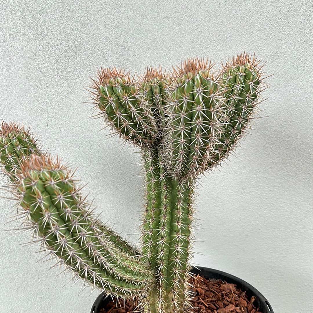 Pilocereus gounellei 
Cactus w/6 arms !