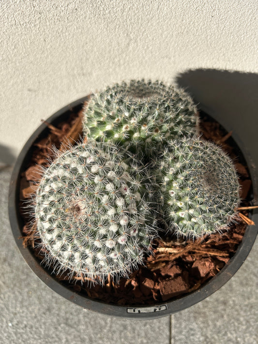 Mamillaria Cactus Cluster Small