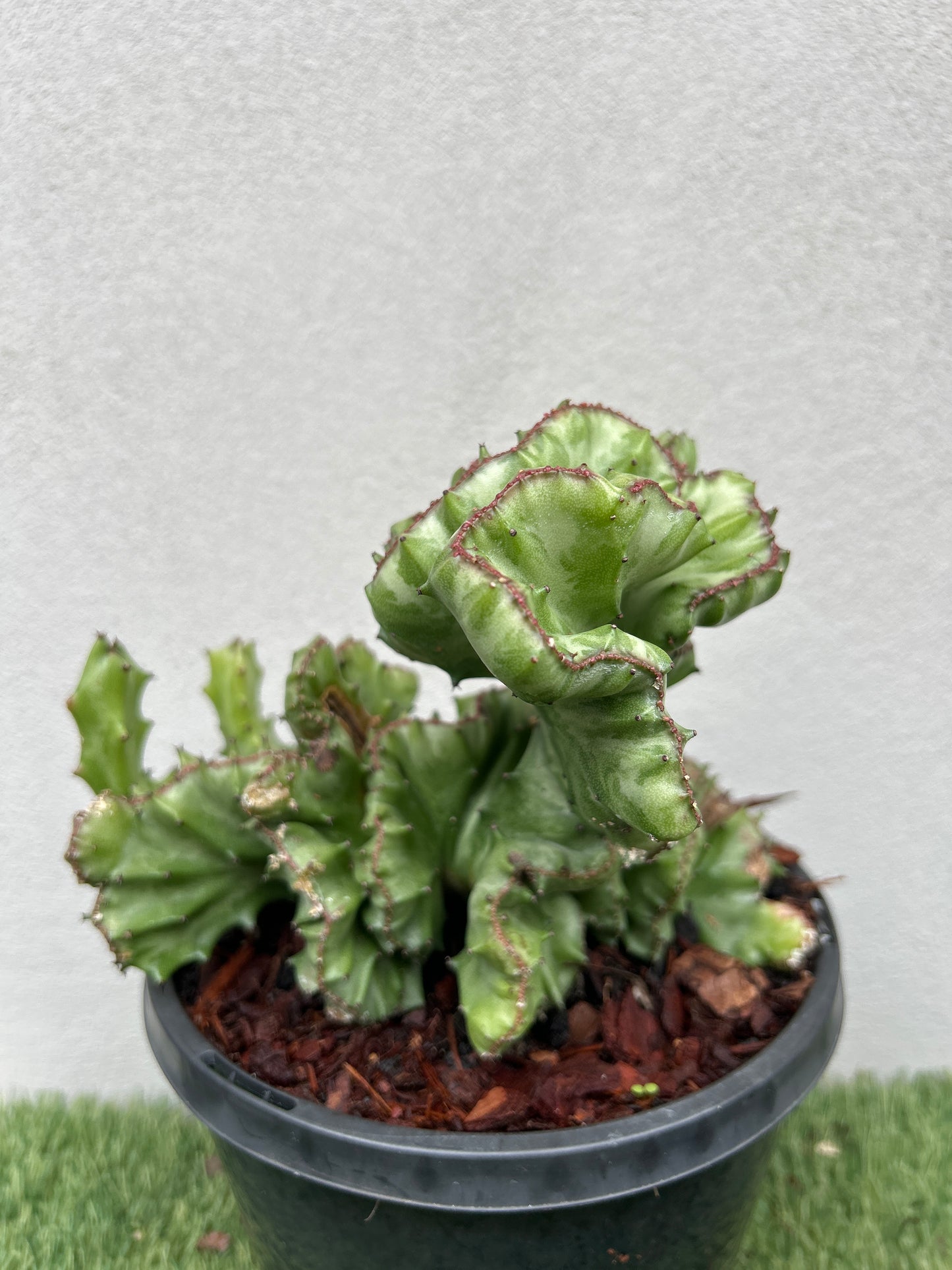Coral Cactus