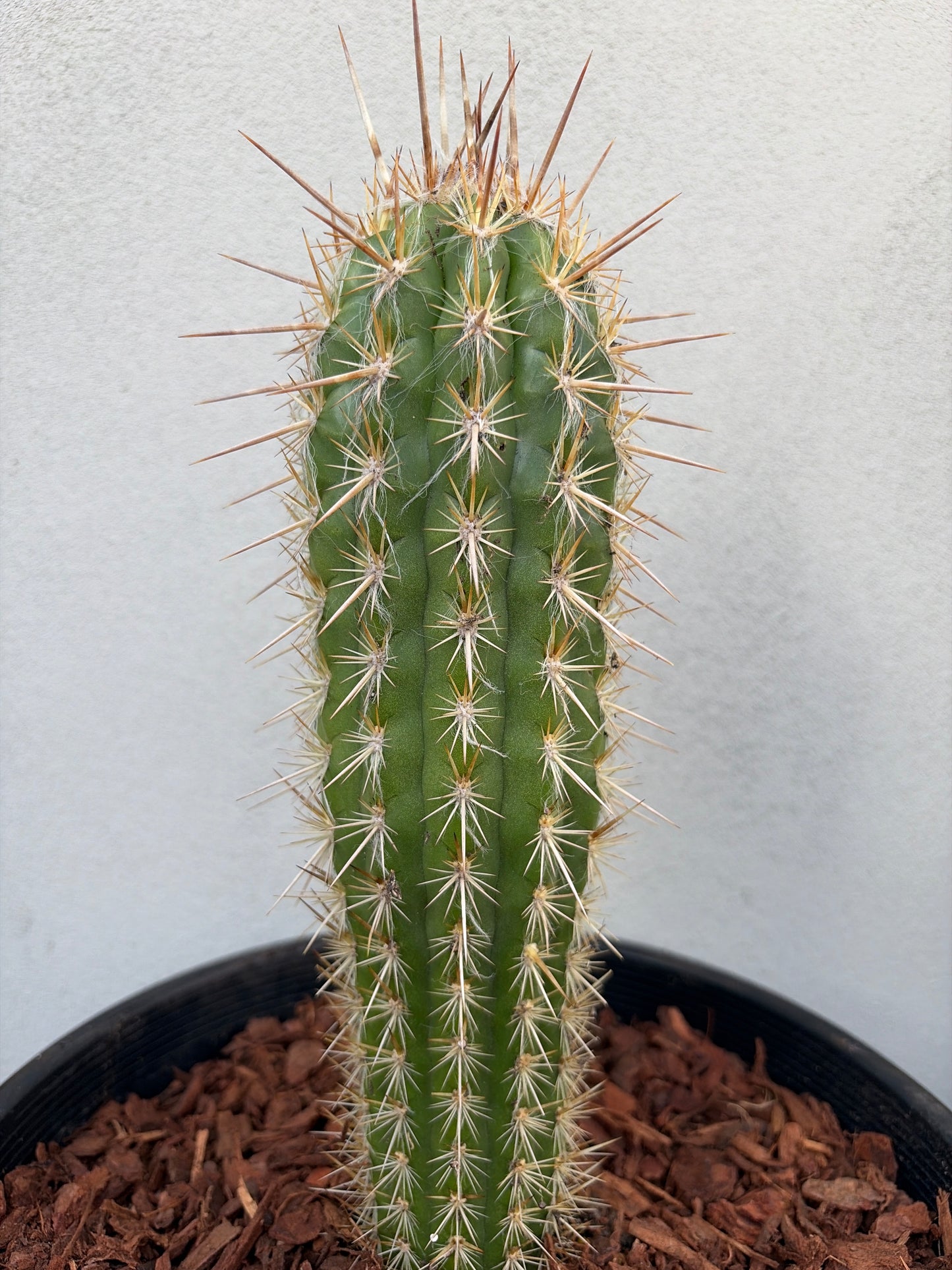 Pilocereus gounellei Cactus