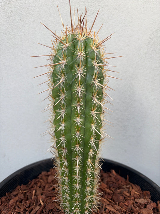 Pilocereus gounellei Cactus