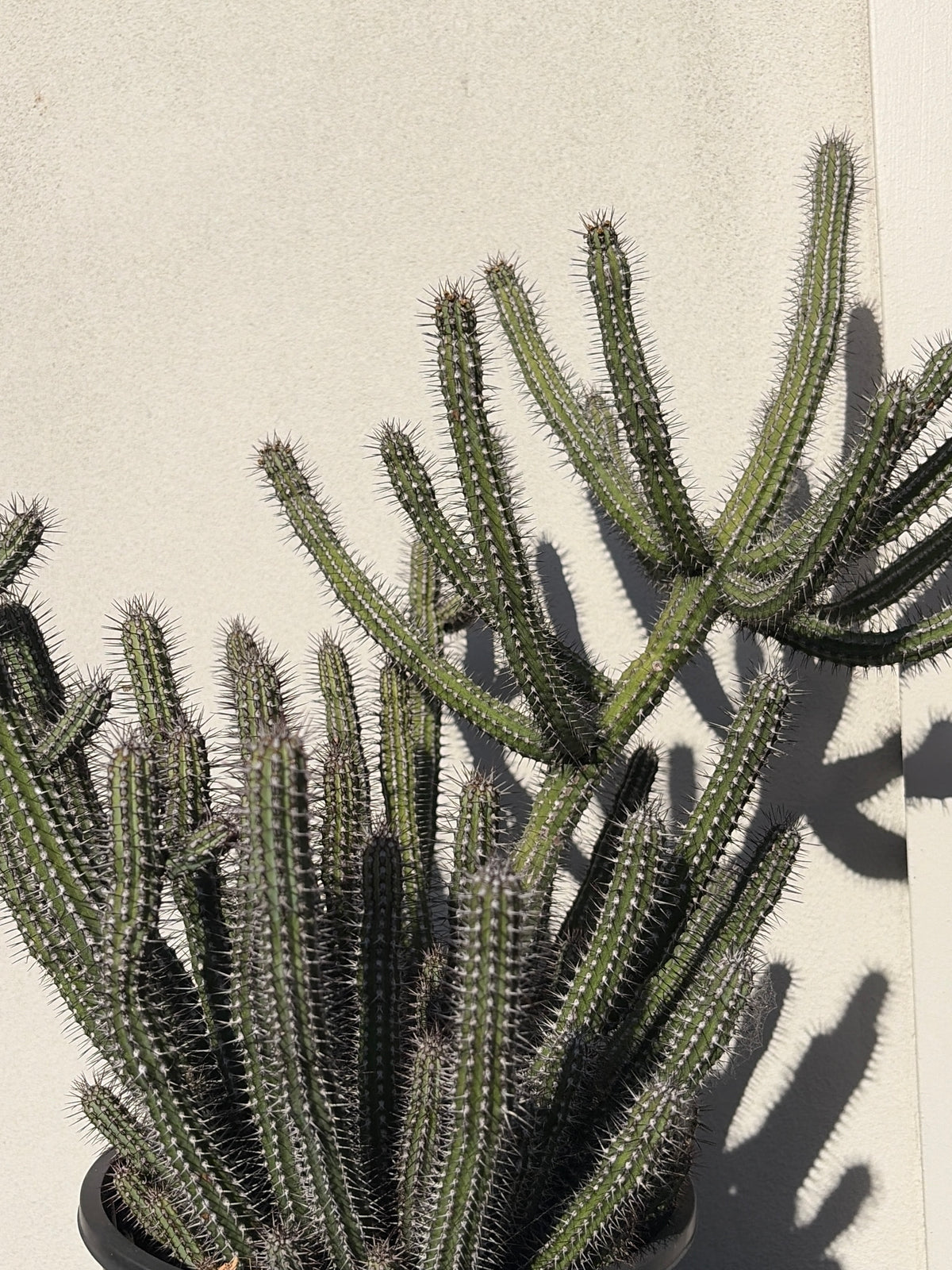 Euphorbia Baioensis