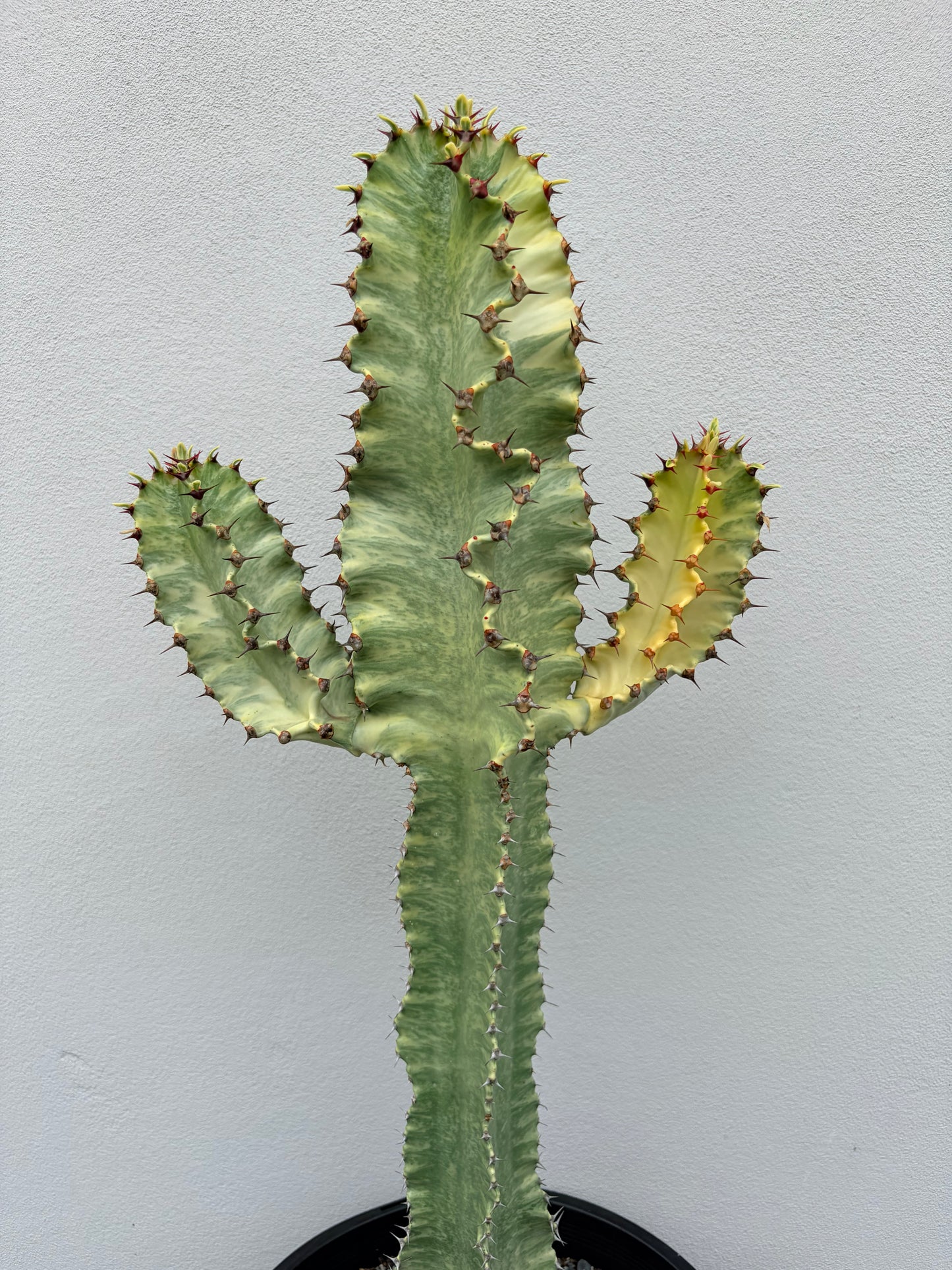 Euphorbia Ammak large 3 arms.