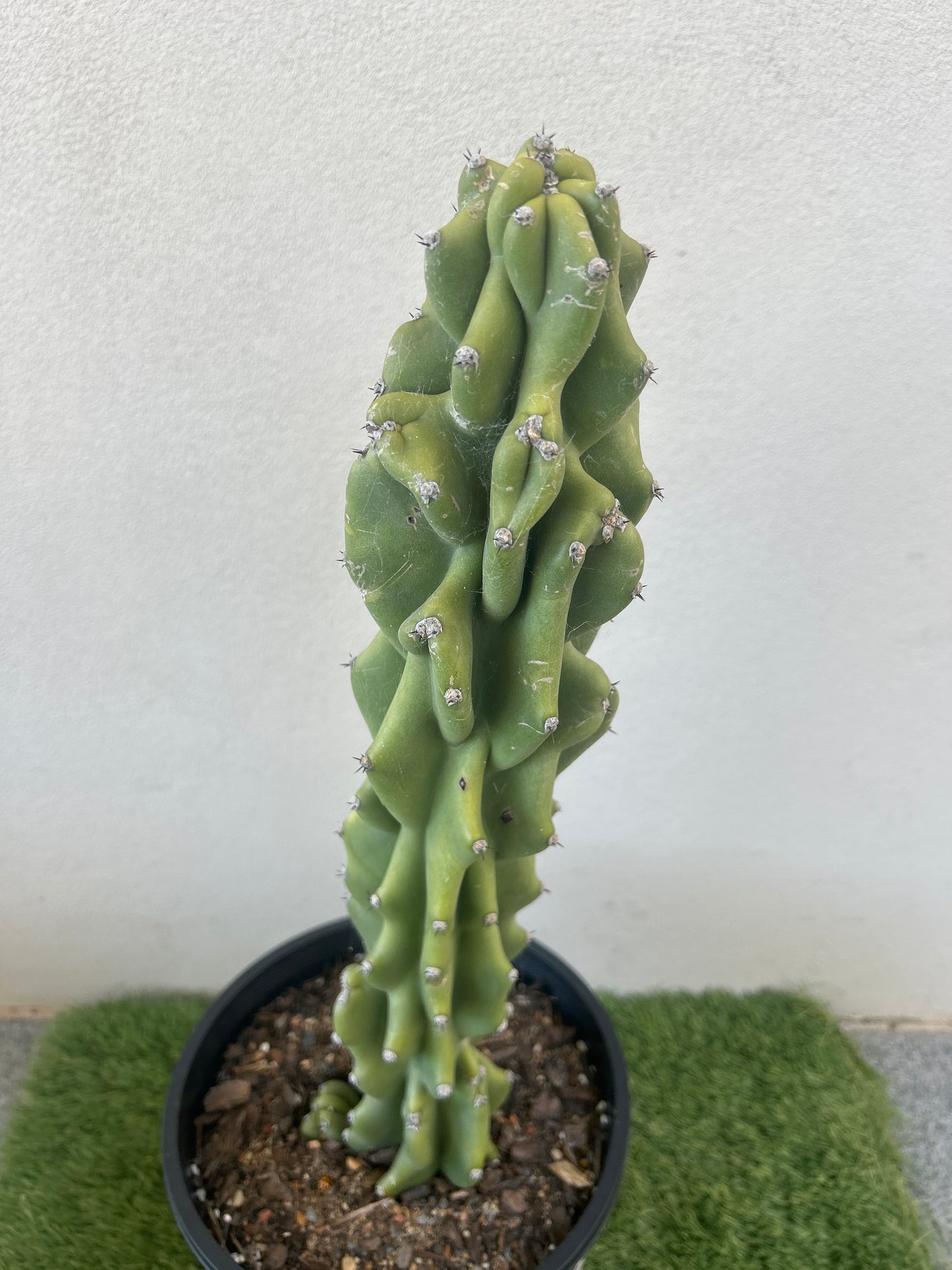 Monstrose Cactus