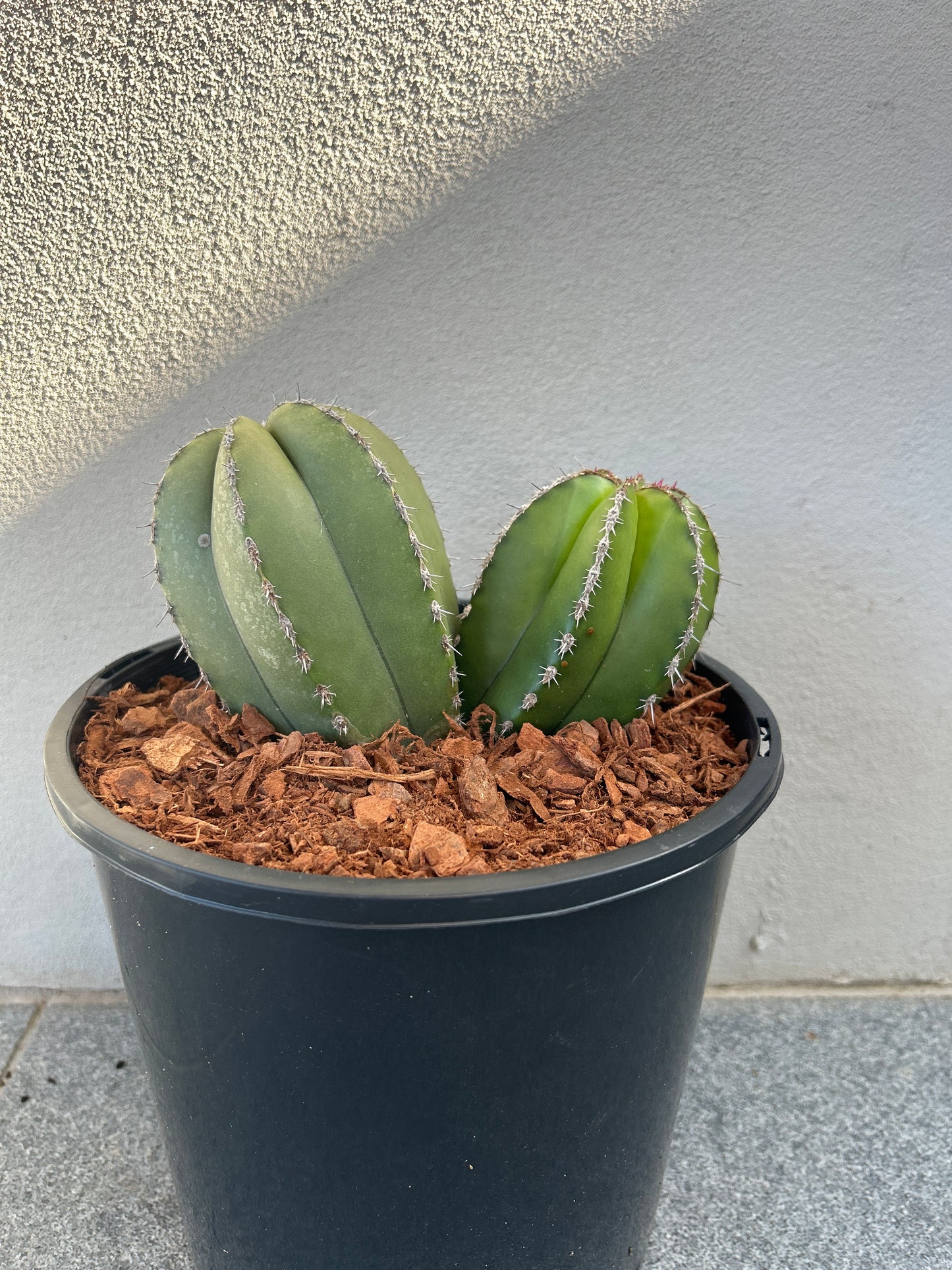 Mexican Fence Post - Double