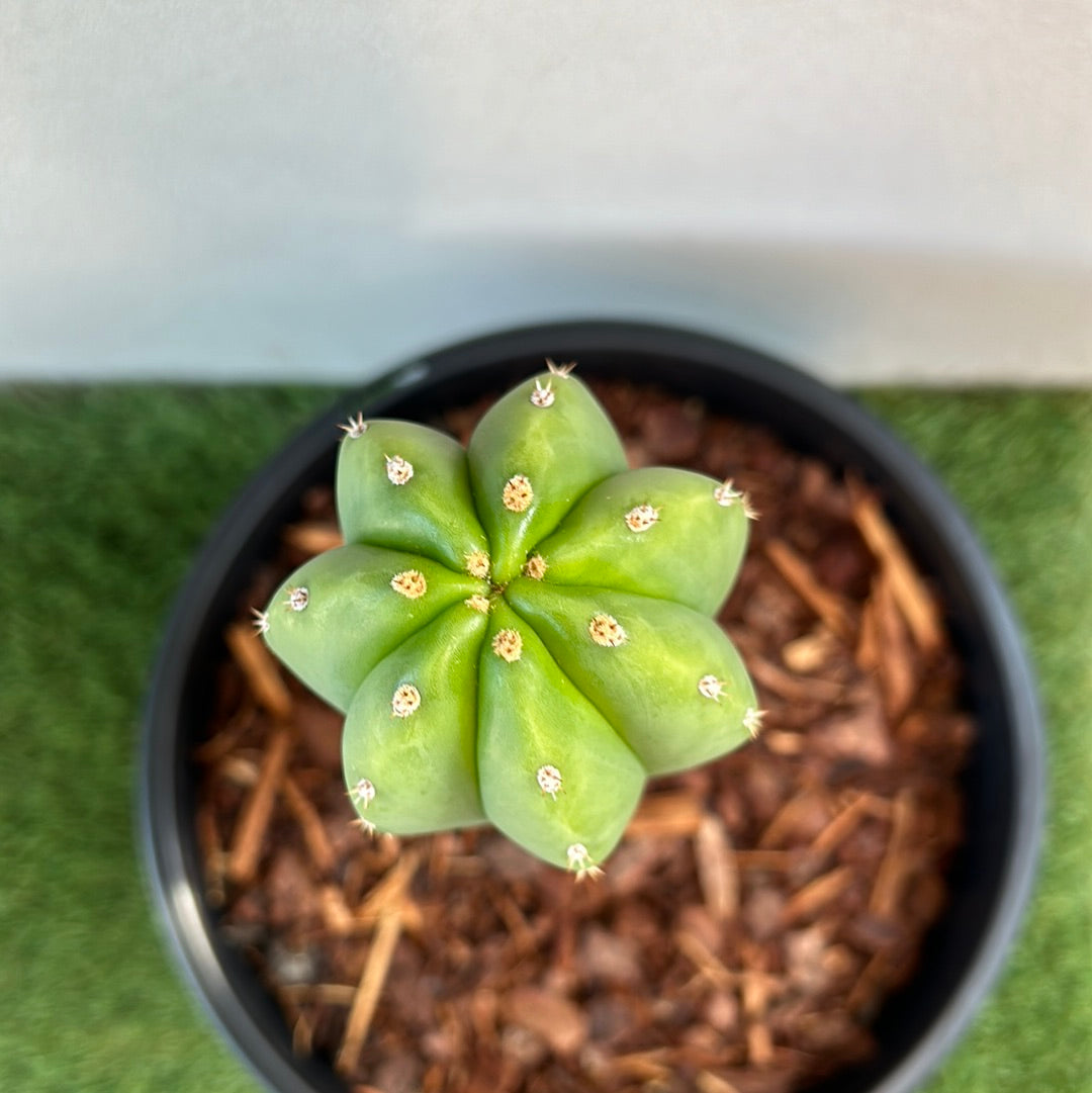 Echinopsis Scopulicola