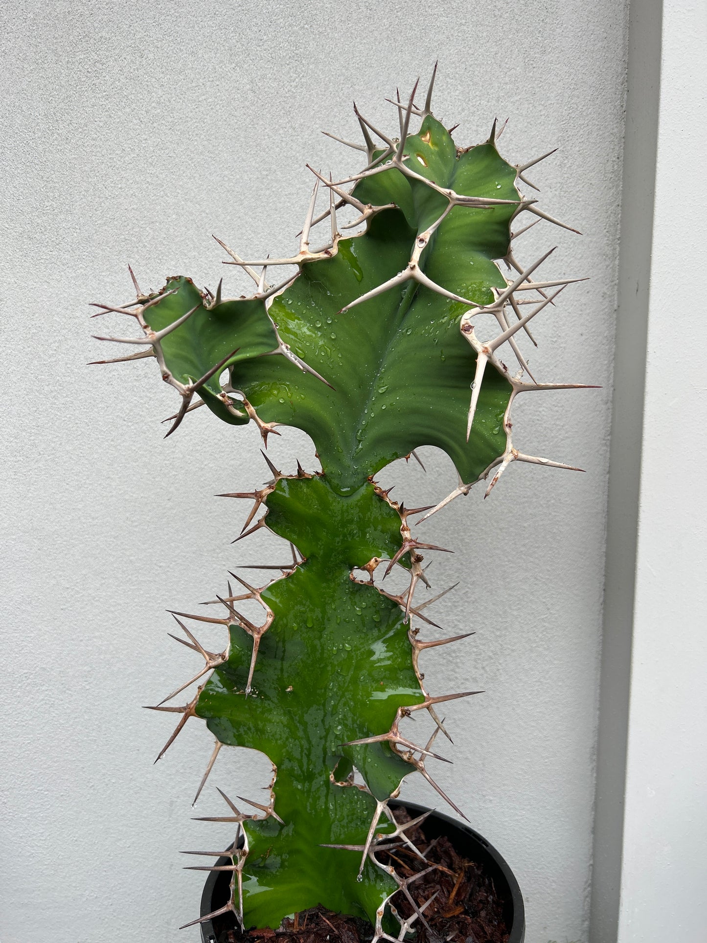 Cowhorn Cactus 6