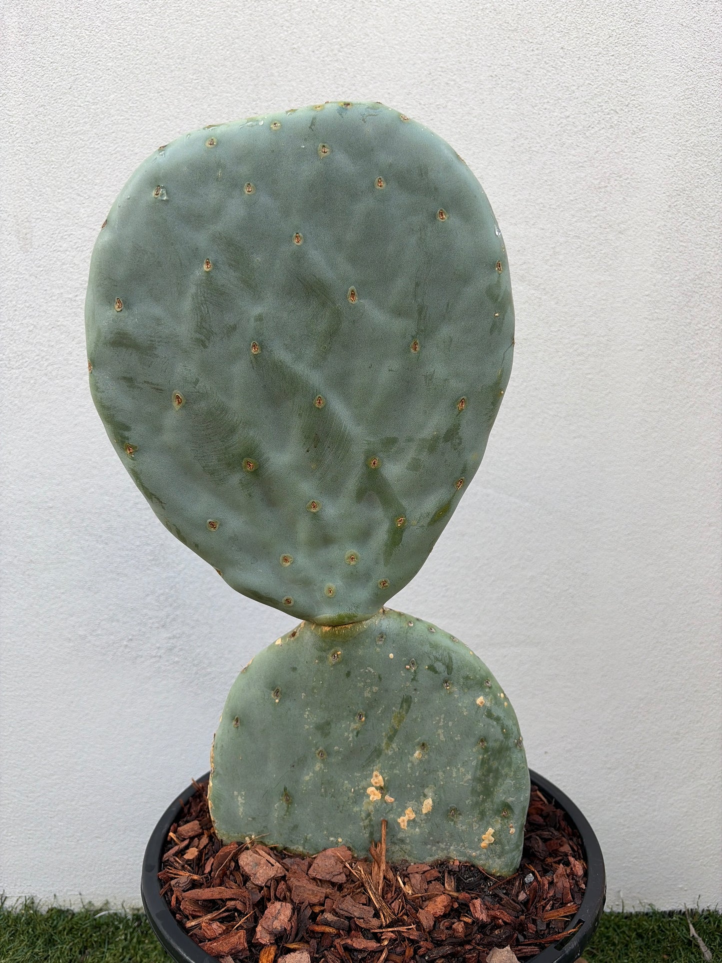 Burbank Spineless Cactus