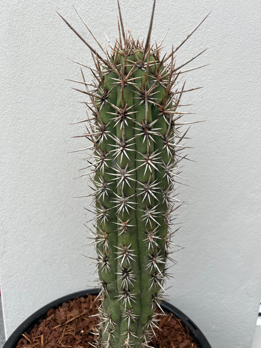 Trichocereus