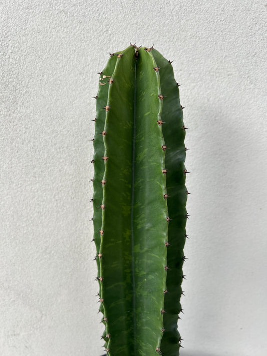 Euphorbia Ingen