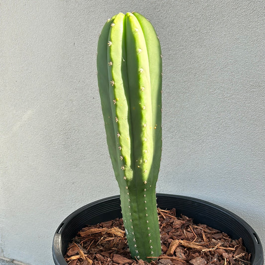 Echinopsis Scopulicola