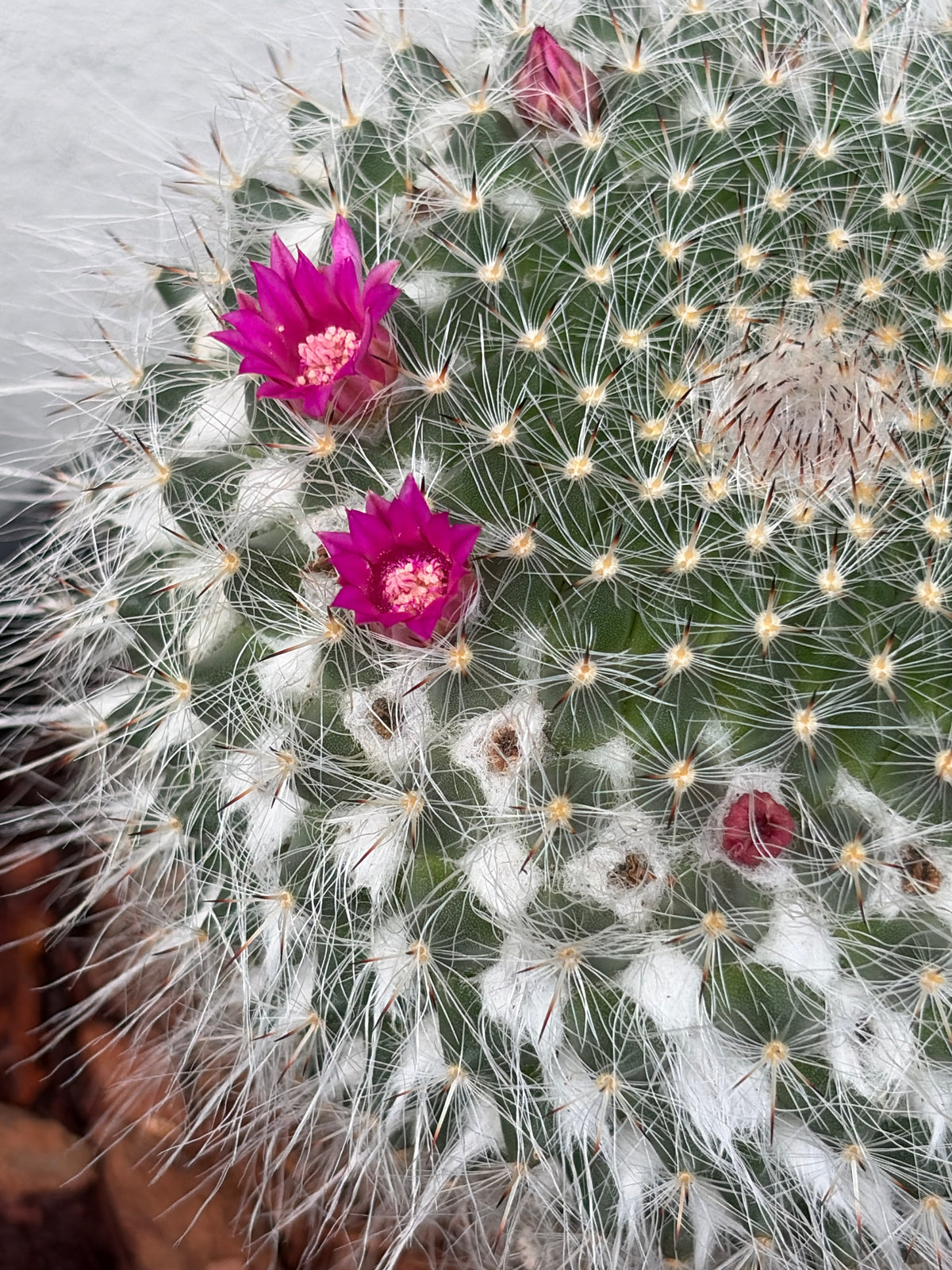 Mamillaria Cactus