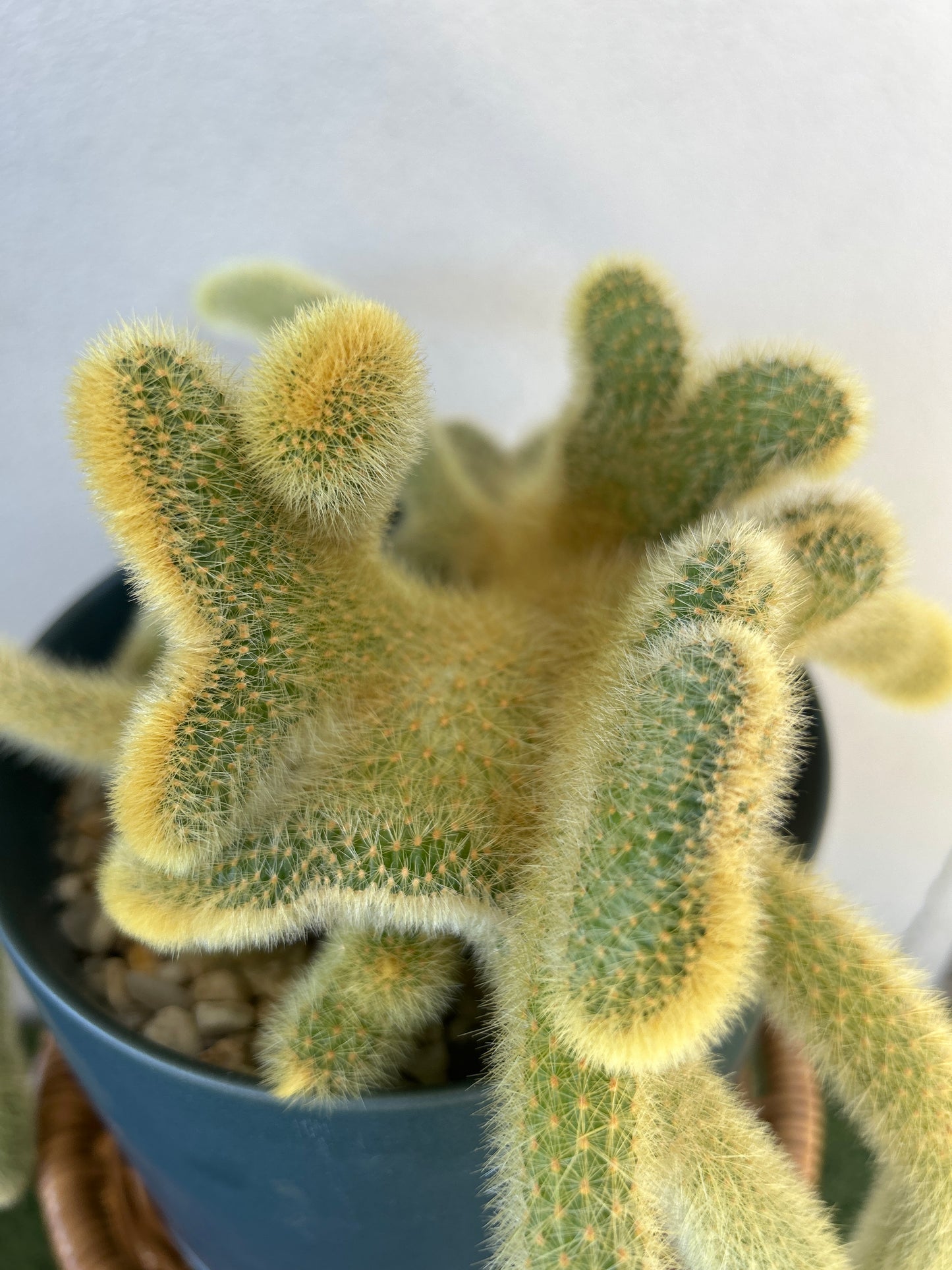 Crested Golden Rat Tail Cactus