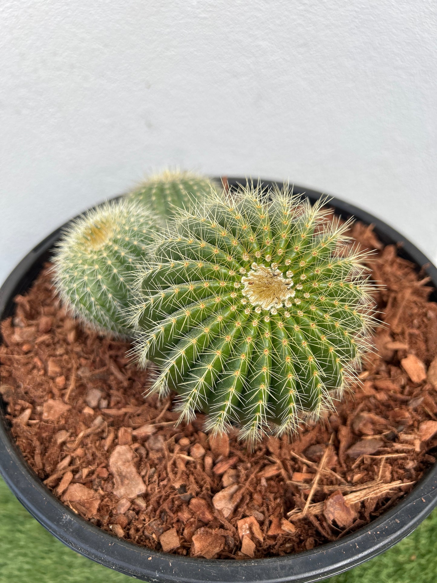 Notocactus magnificus