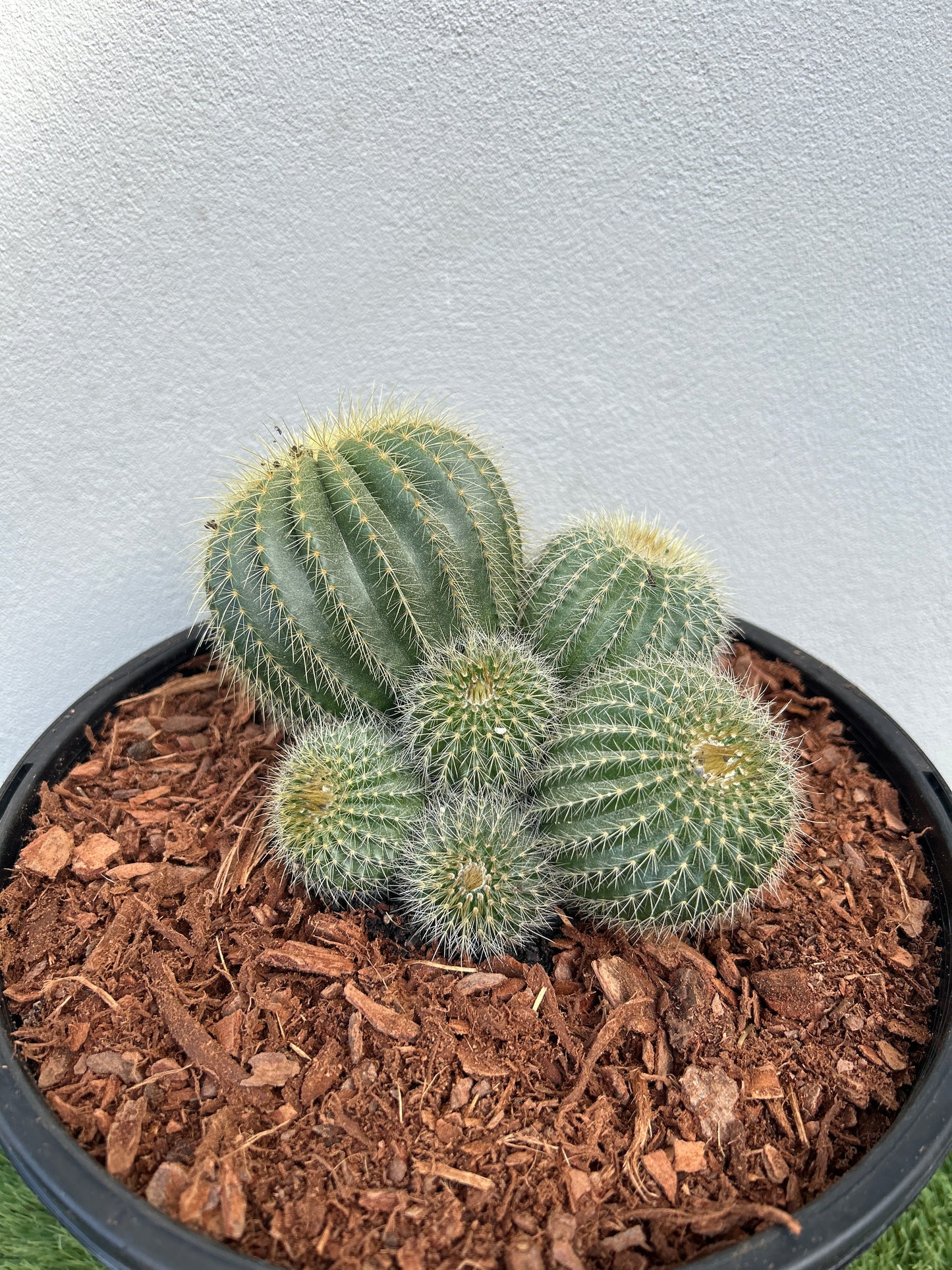 Notocactus magnificus