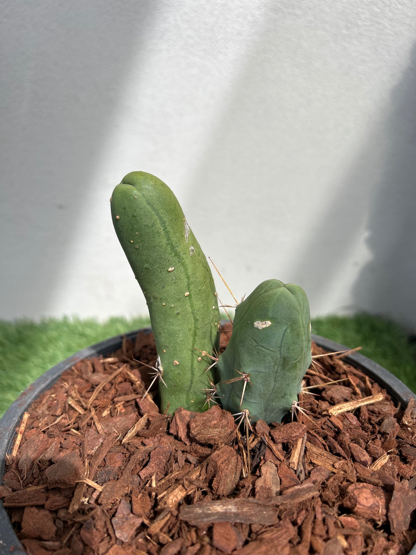 Penis Cactus