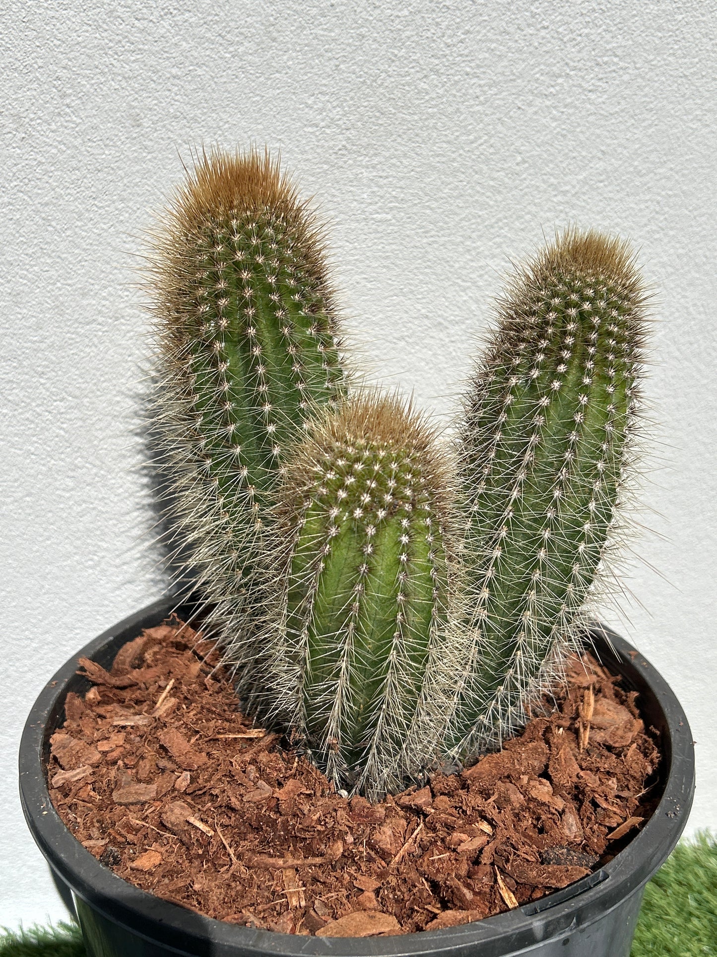 Stephanocereus Cactus Cluster