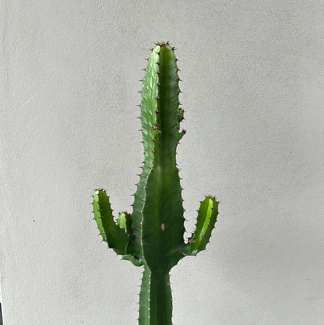 Euphorbia Cowboy 8 arms