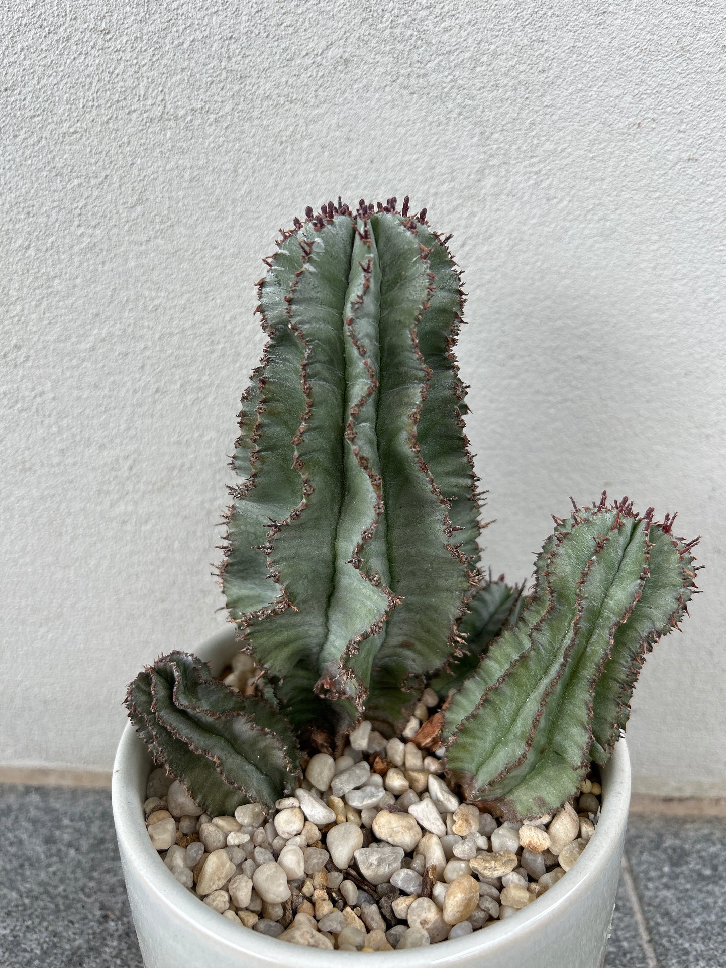 EUPHORBIA HORRIDA ‘MAJOR NOVA’ 3 arms.