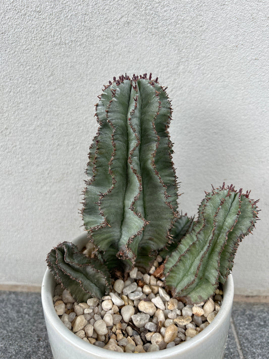 EUPHORBIA HORRIDA ‘MAJOR NOVA’ 3 arms.