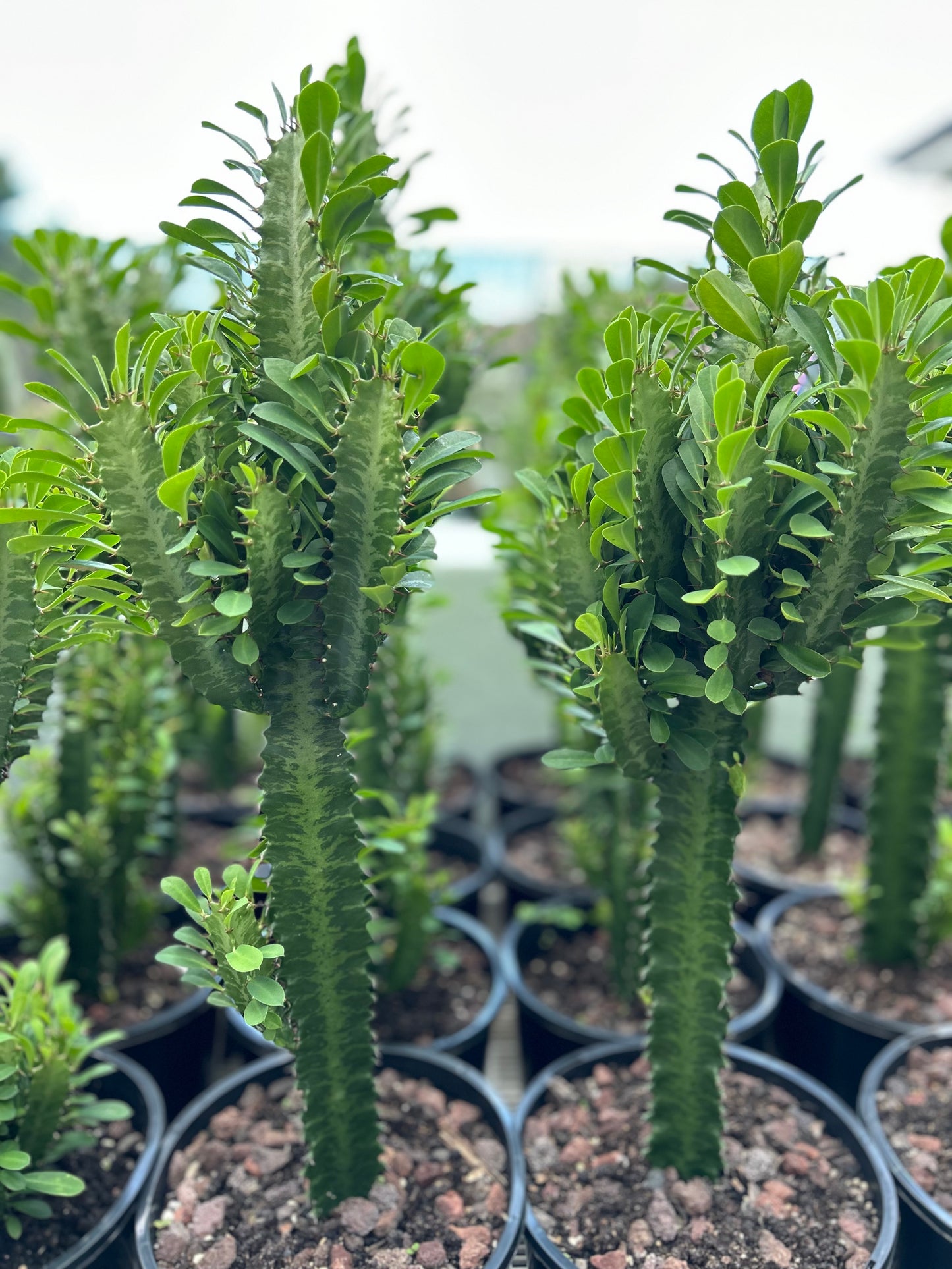 Euphorbia African Milk