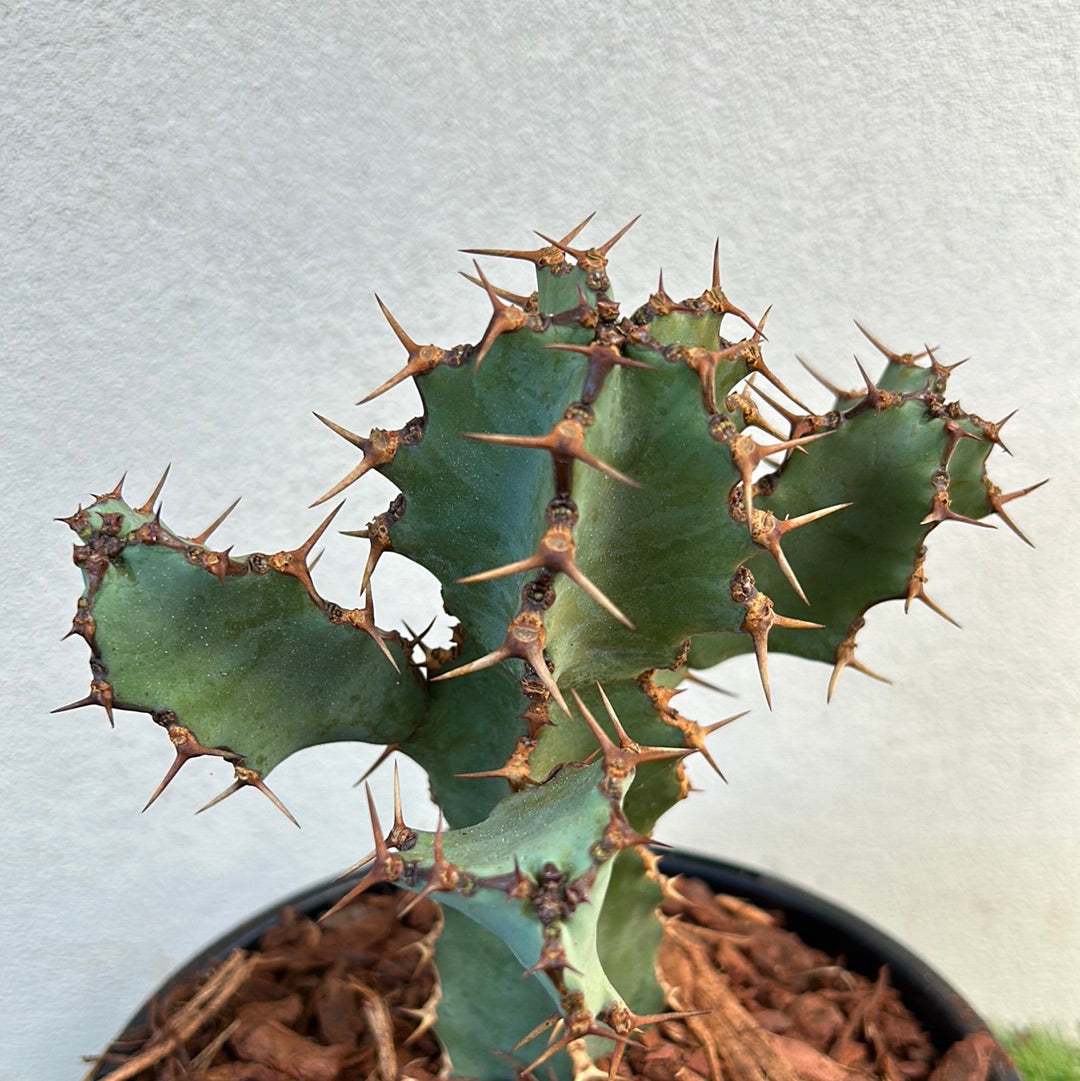 Euphorbia ceorulescens - Small