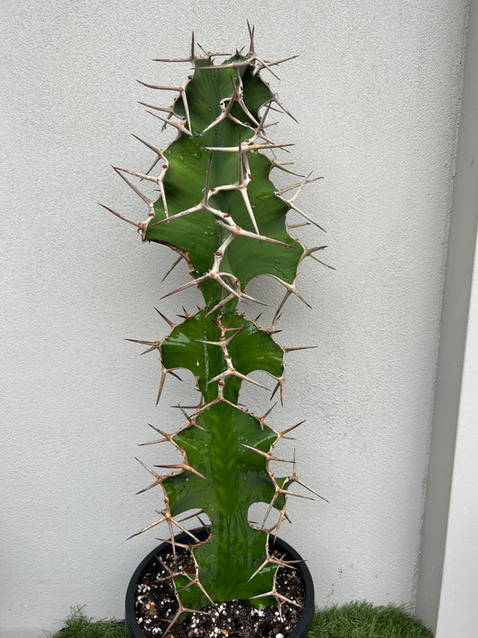 Cowhorn Cactus 1