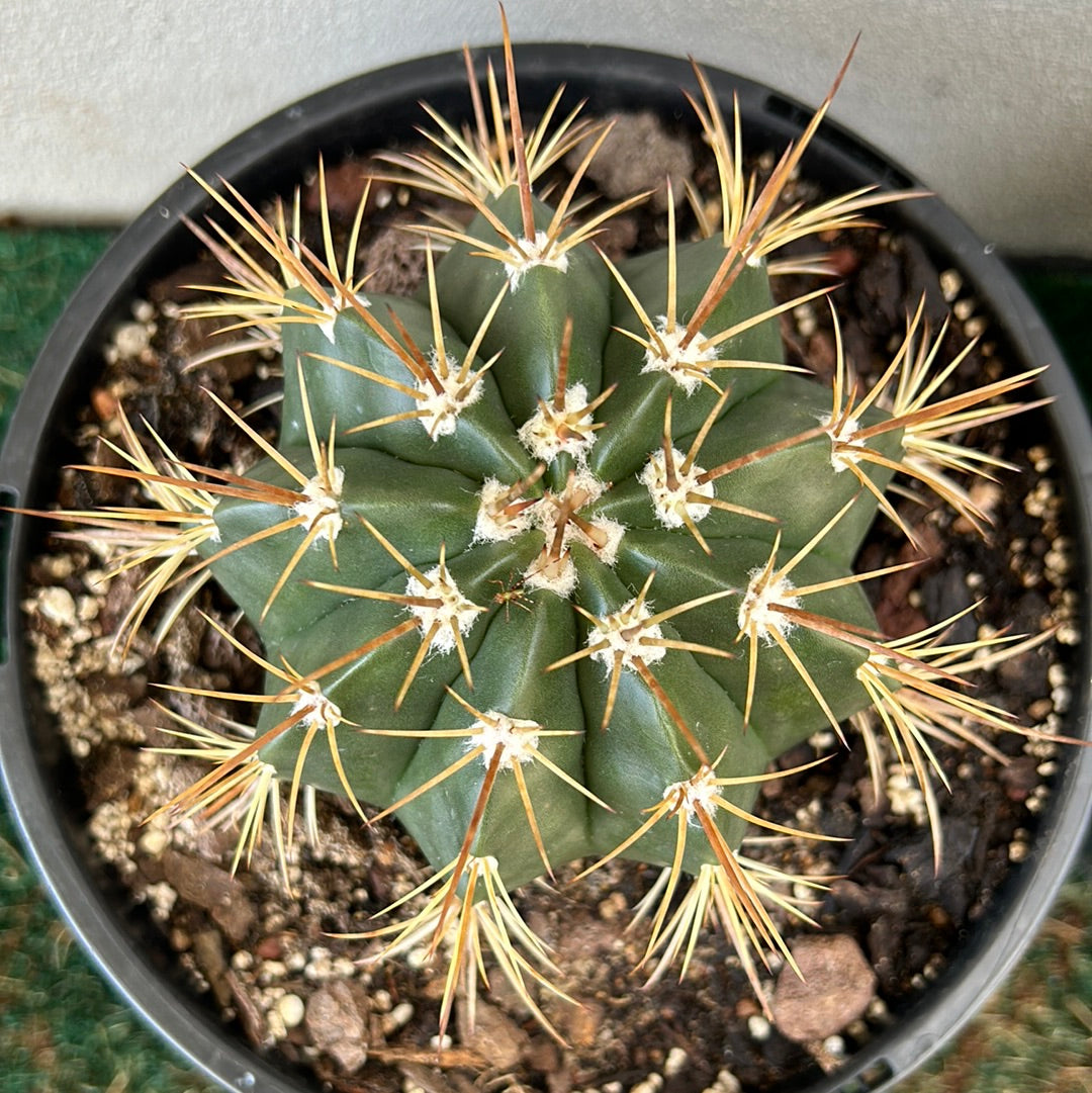 Melocactus Concinnus