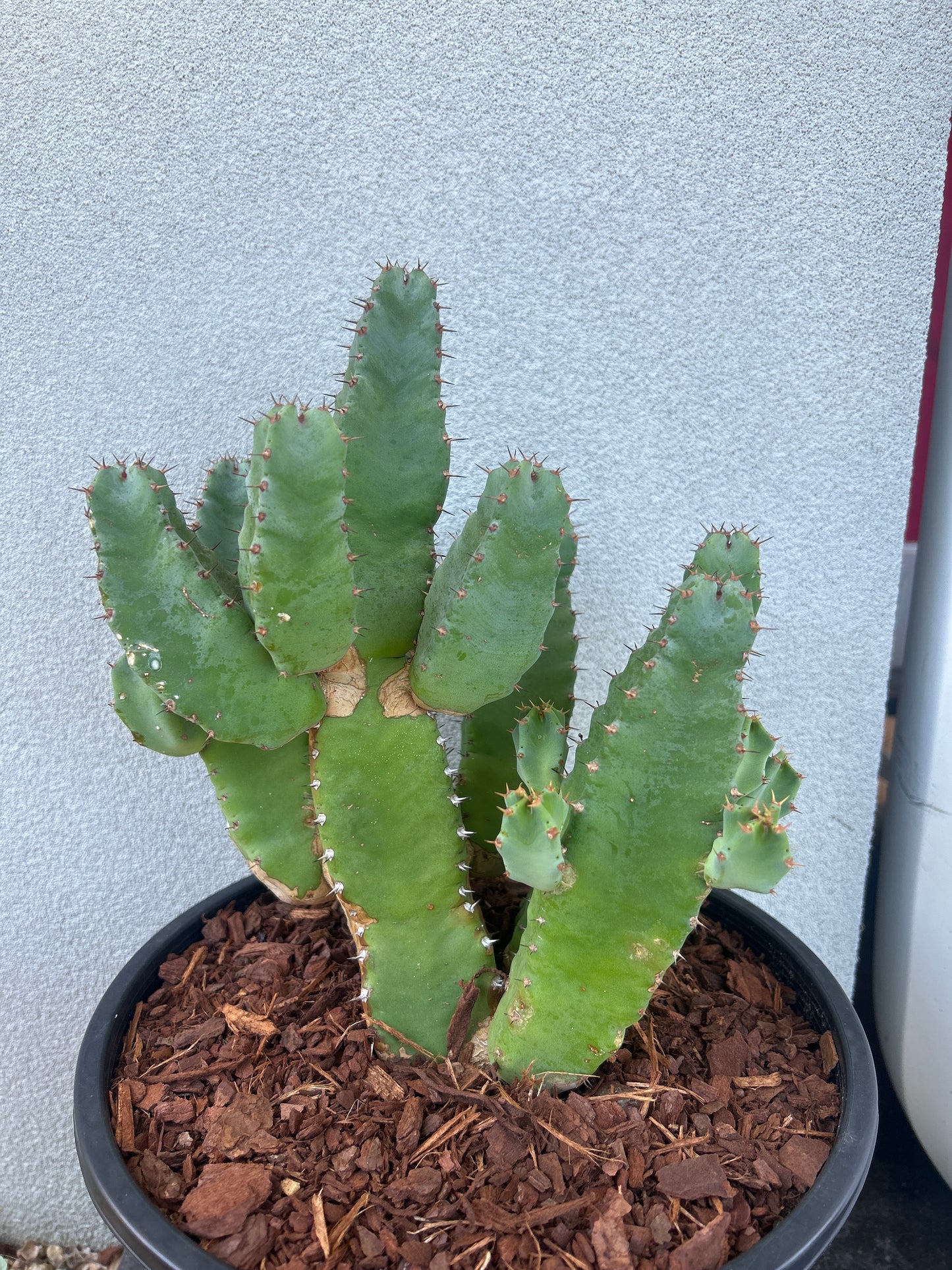 Euphorbia resinifera - Moroccan Mound -Large