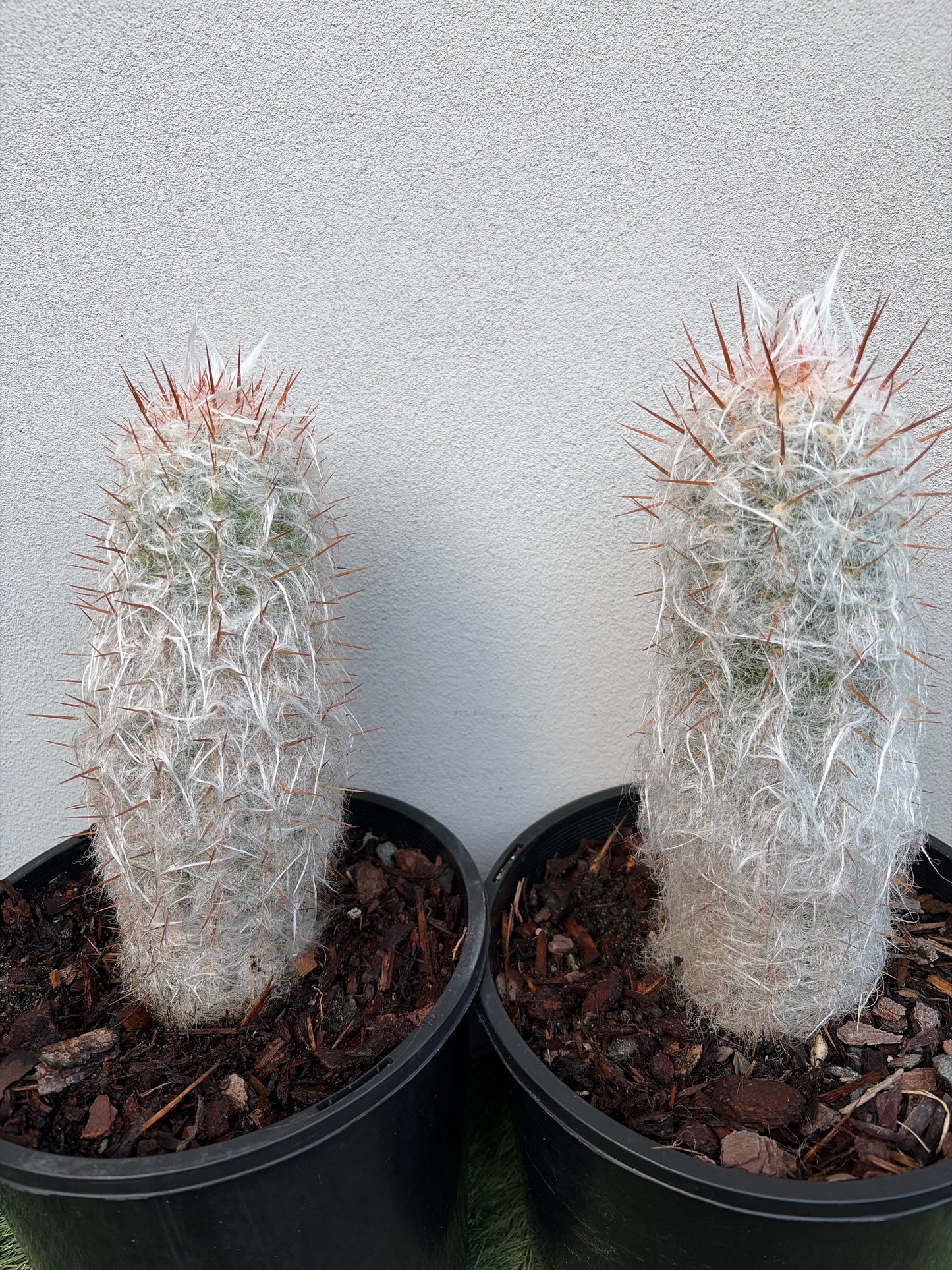 Old man cactus