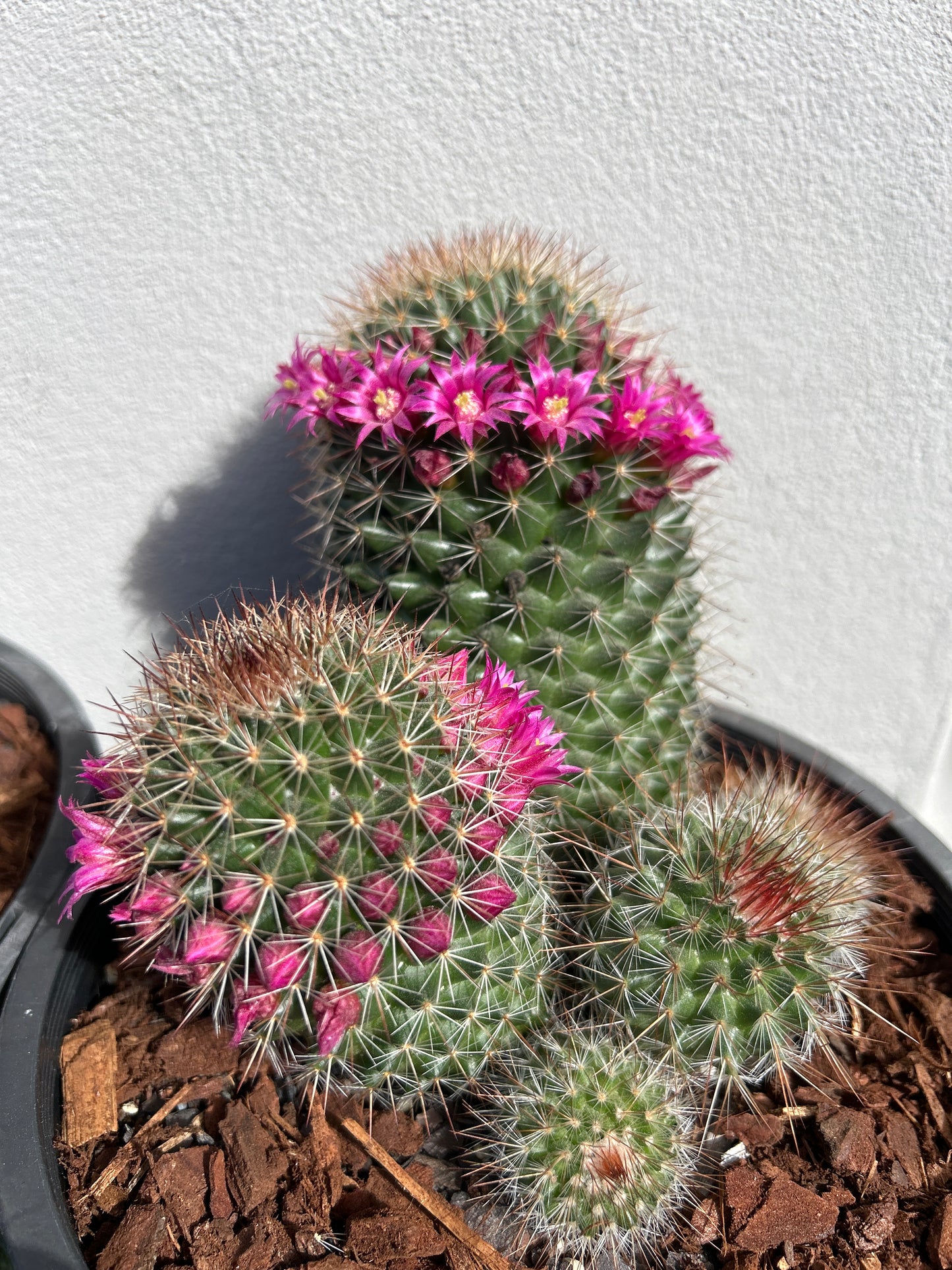 Mamillaria SPP Cactus